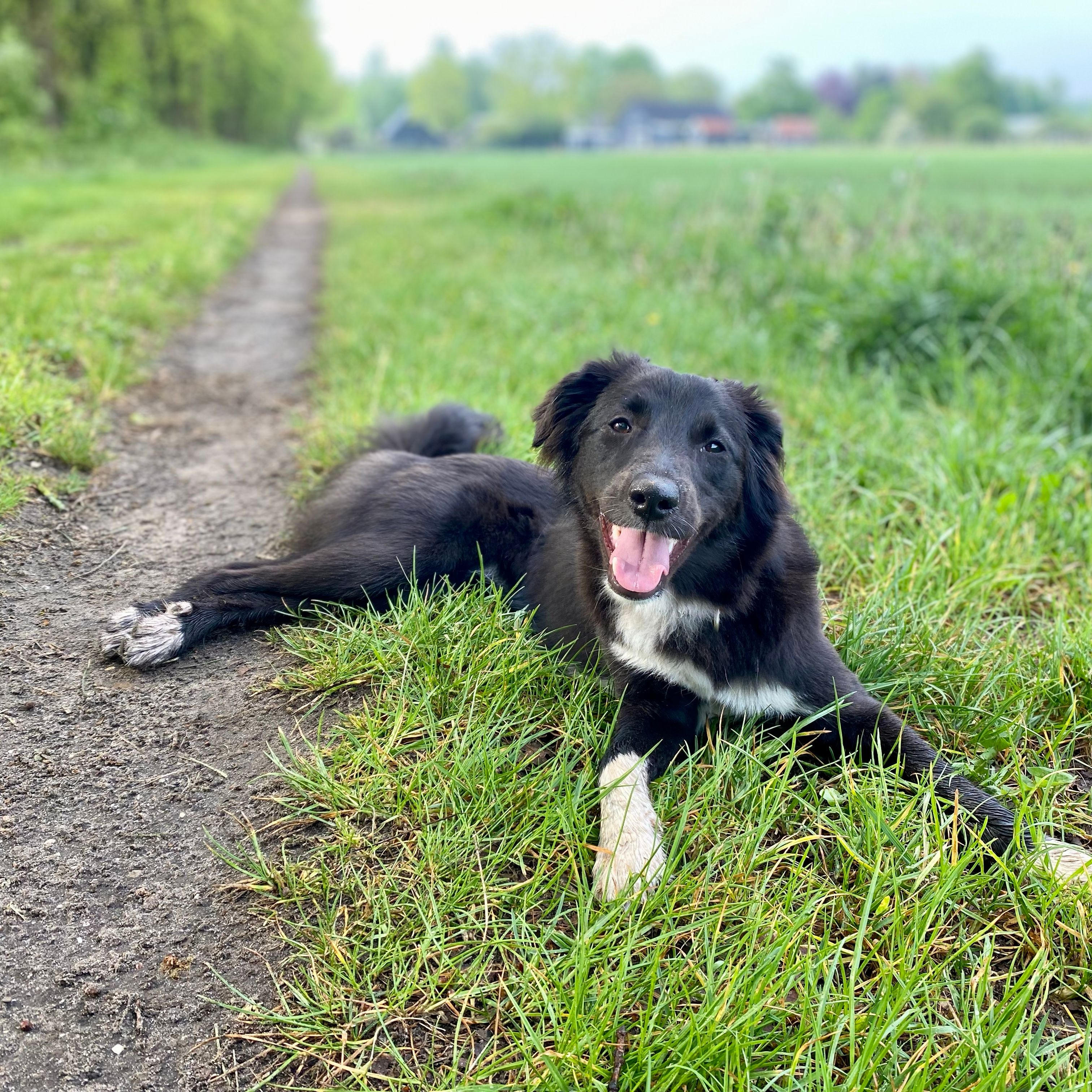 Pippa