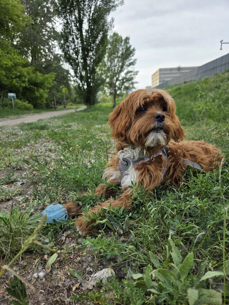 Kaju