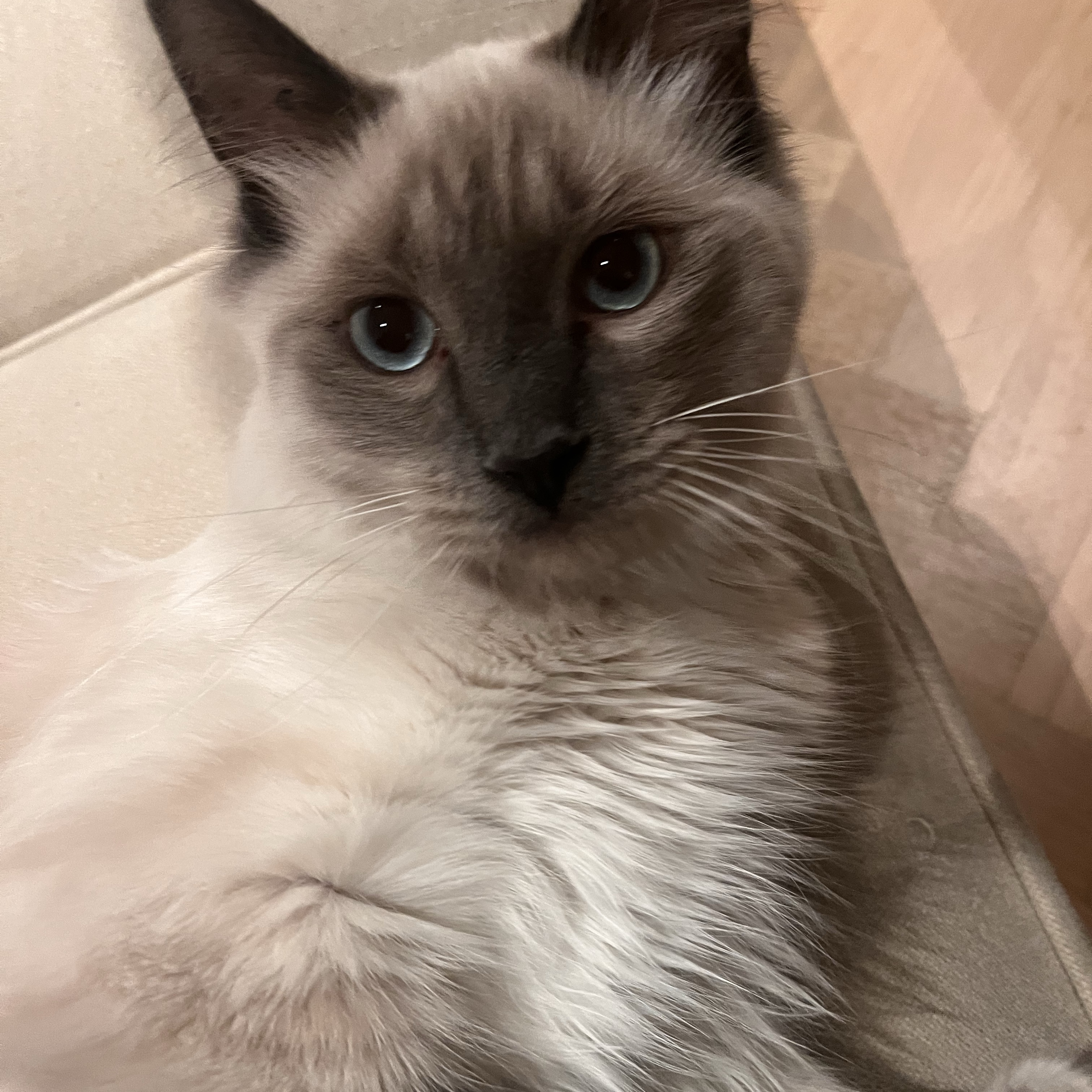 Lumi