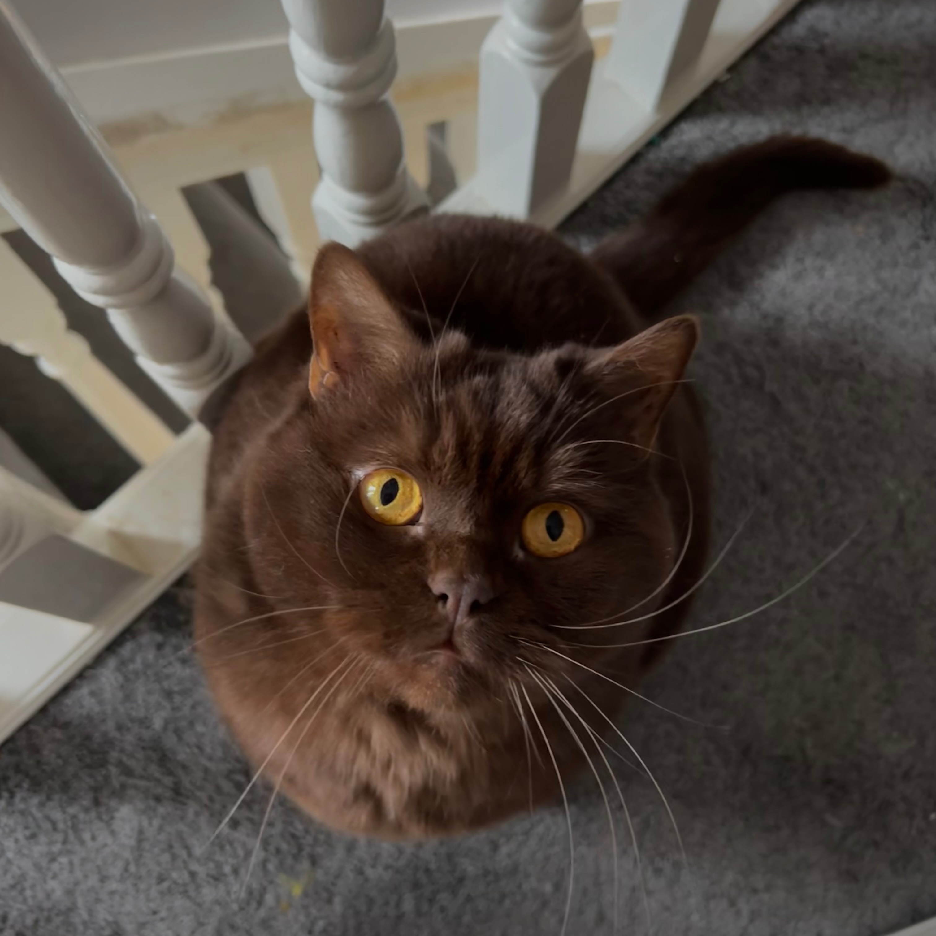 Coco