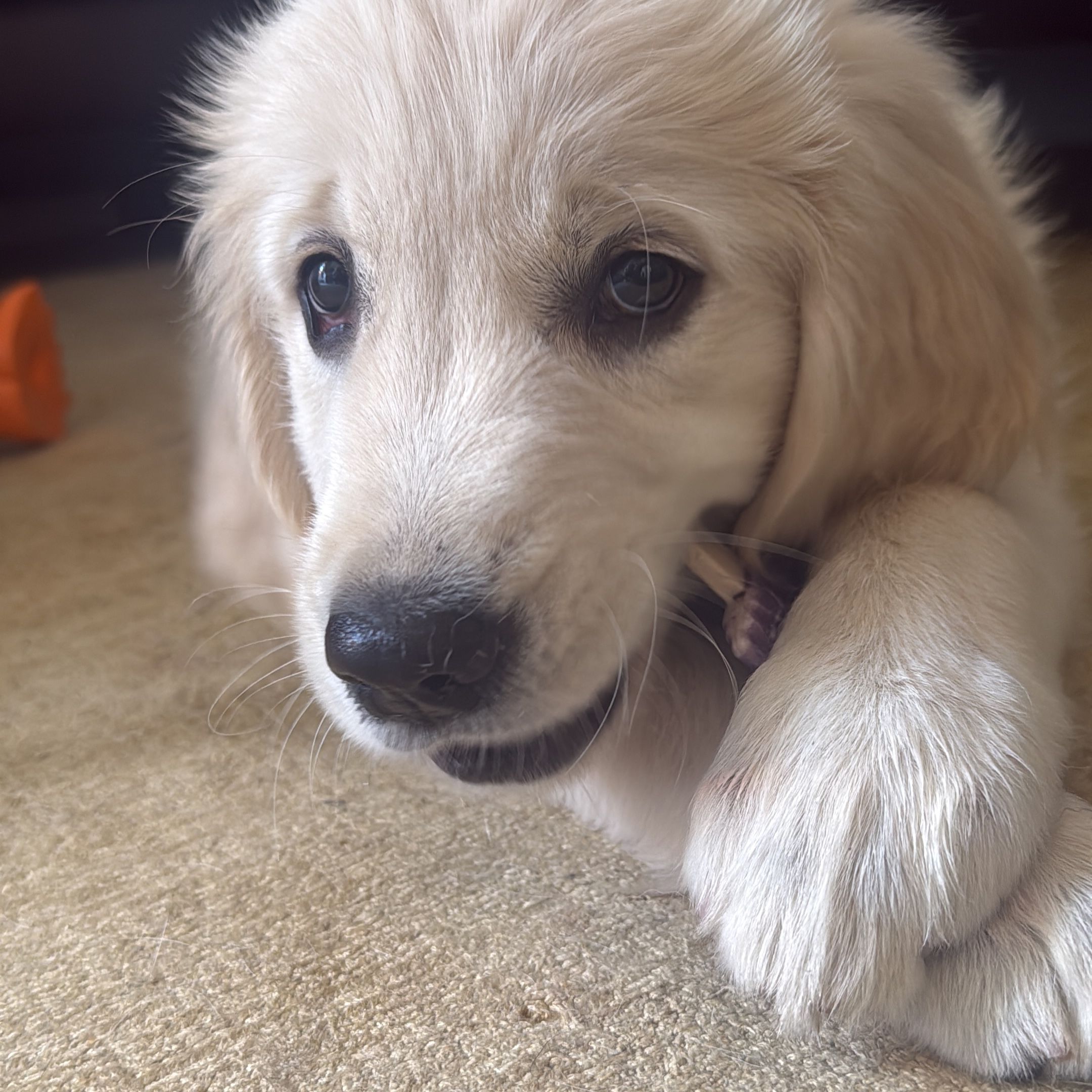 Skye