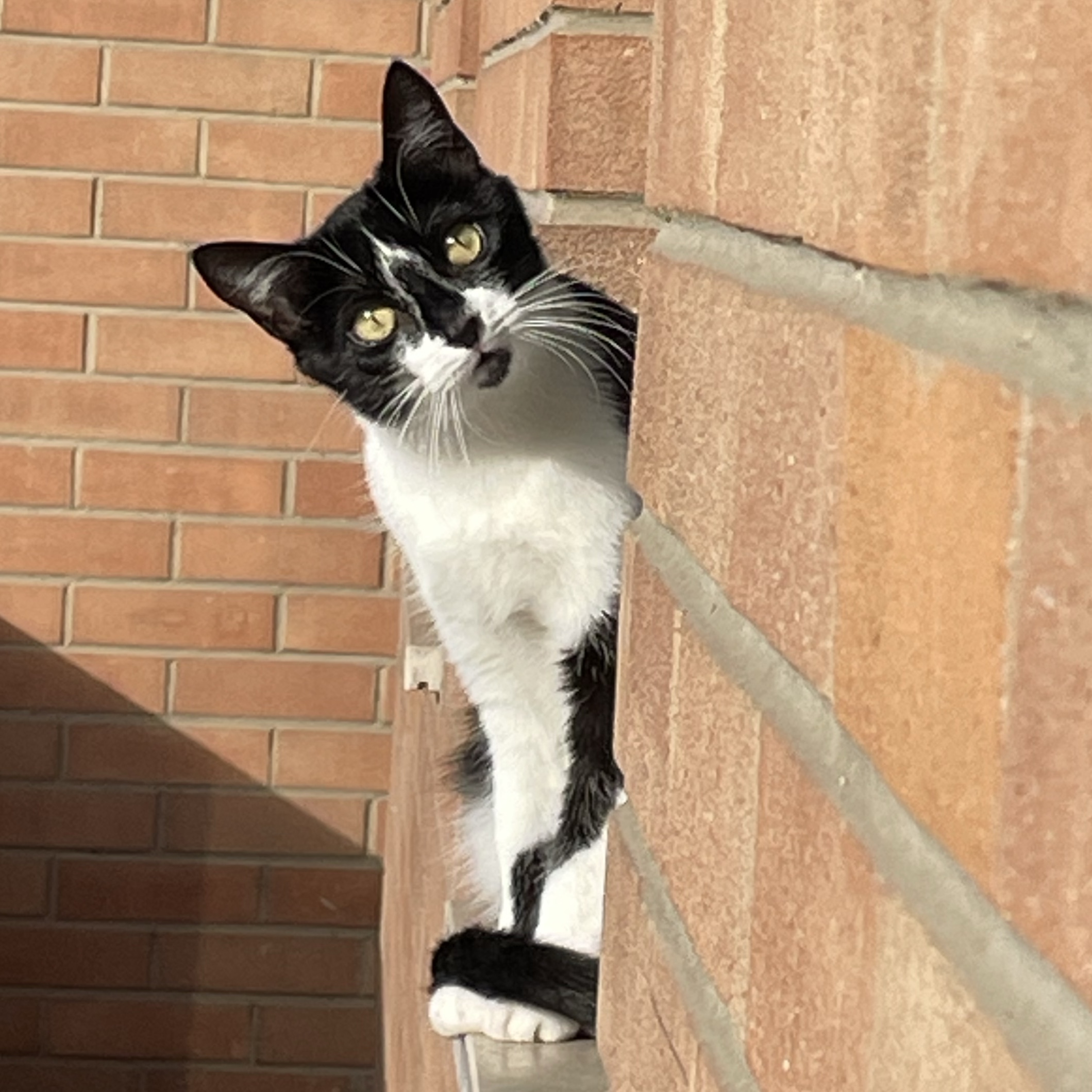 Minou