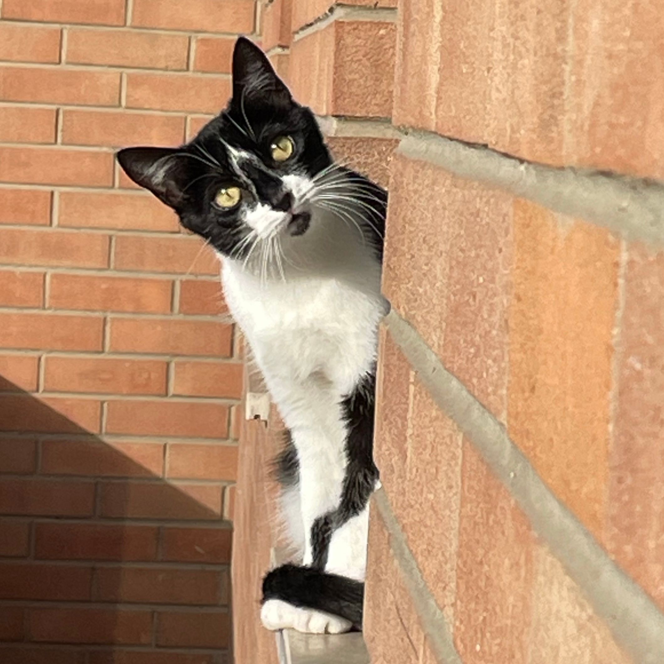 Minou