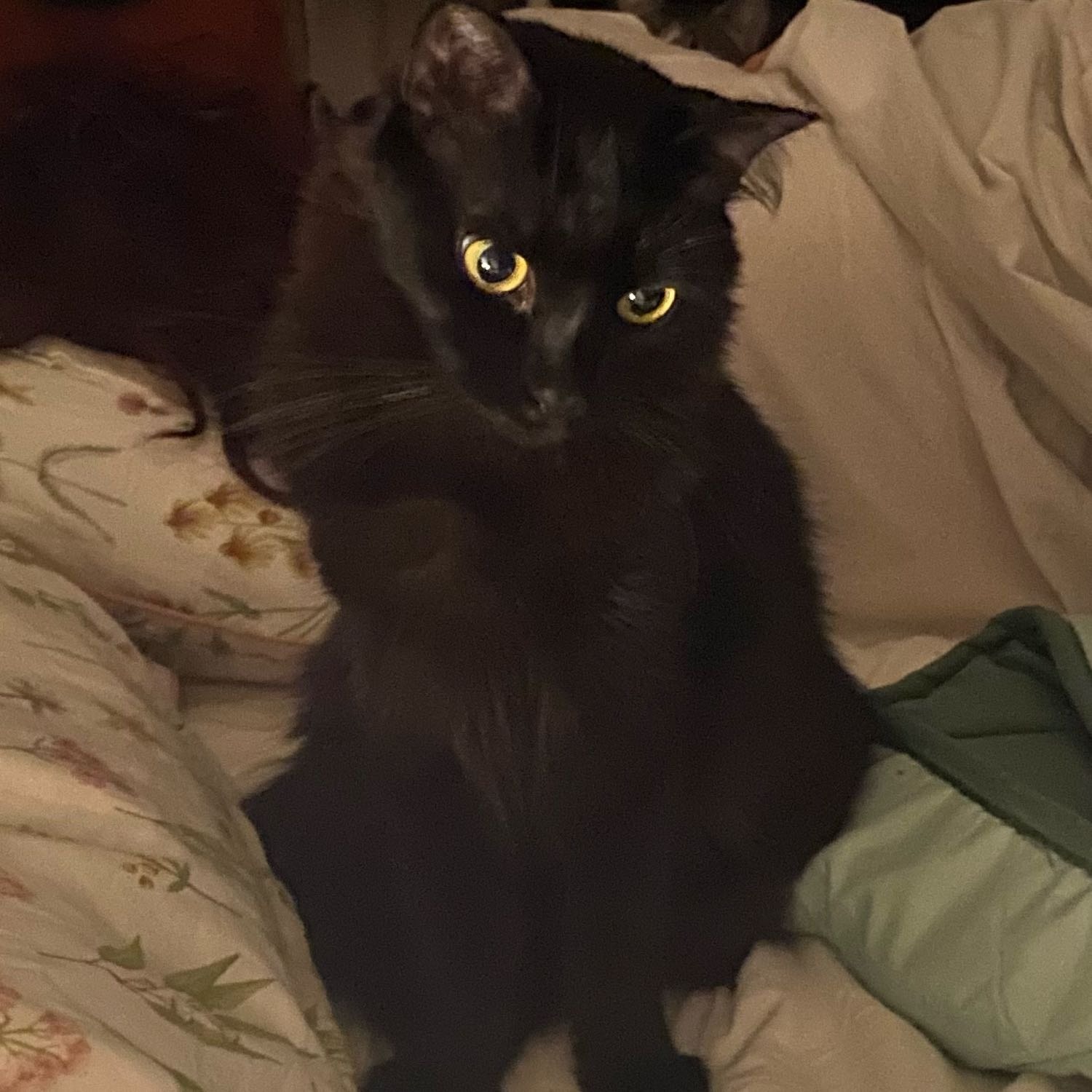 Circe