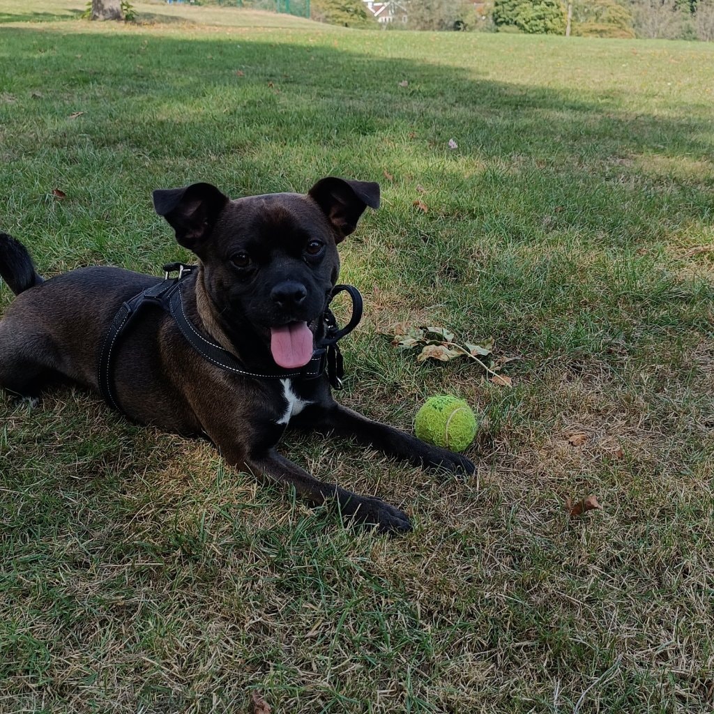 Loki
