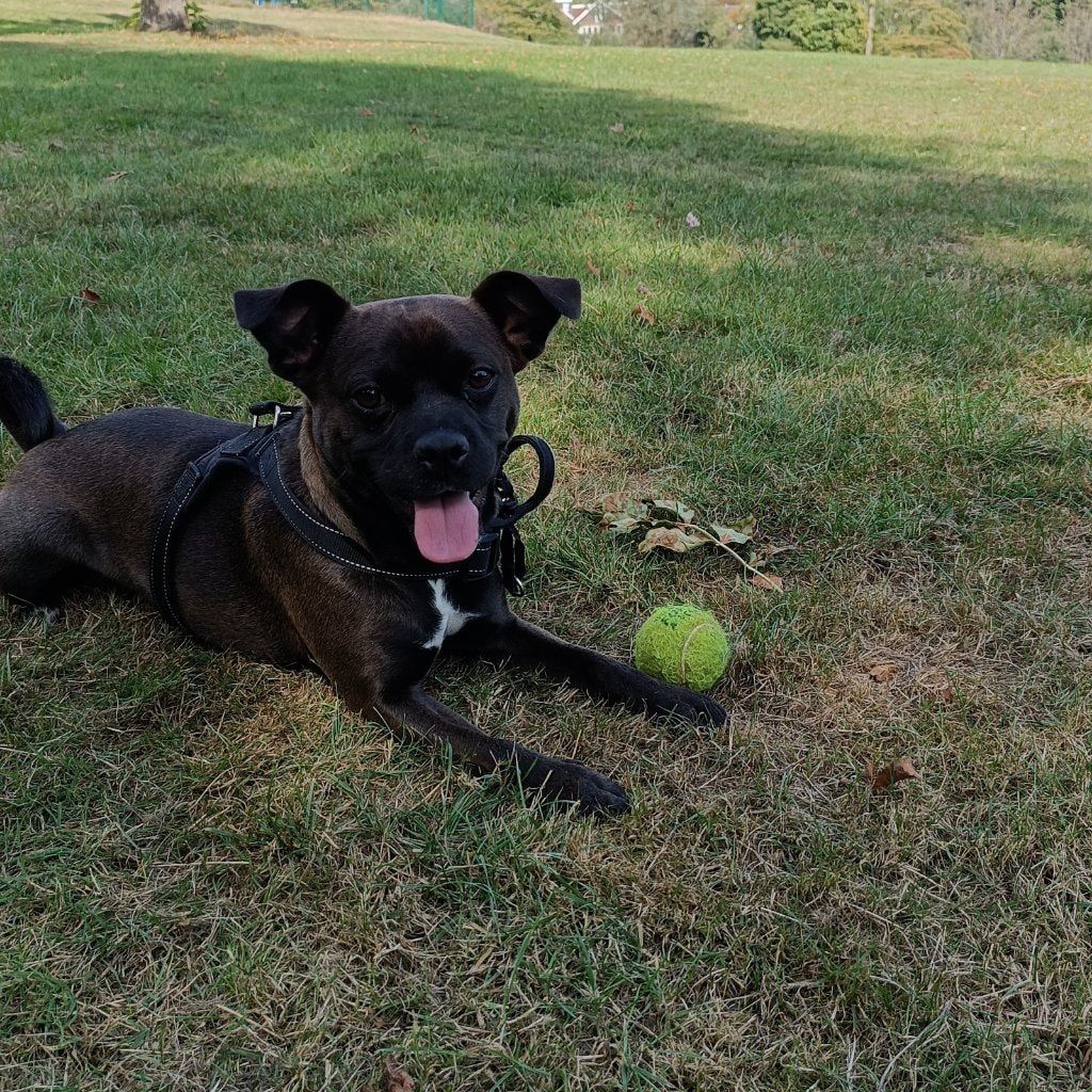 Loki
