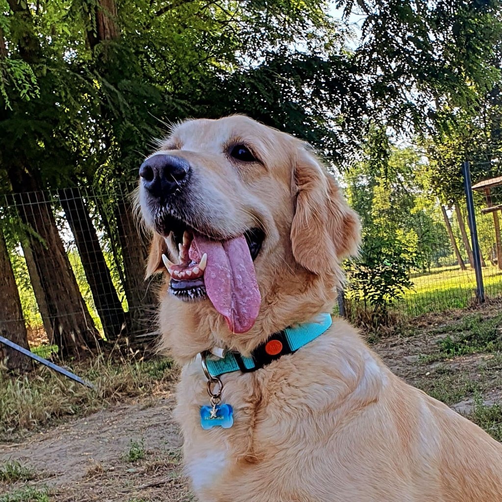 Cora