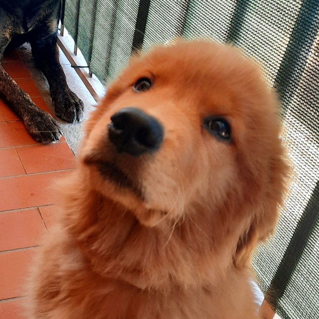 Coco