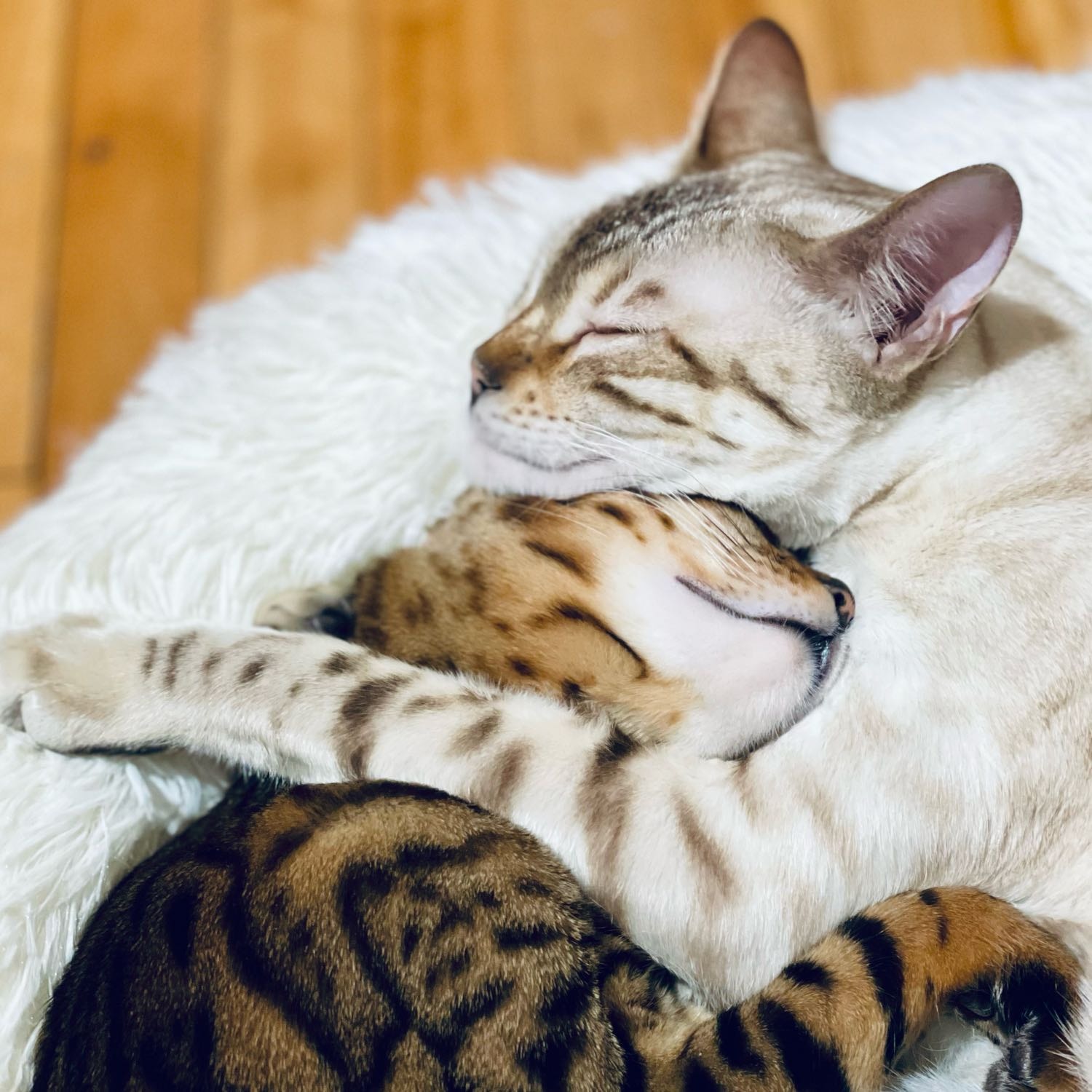 Pollux (blanc sur la photo)