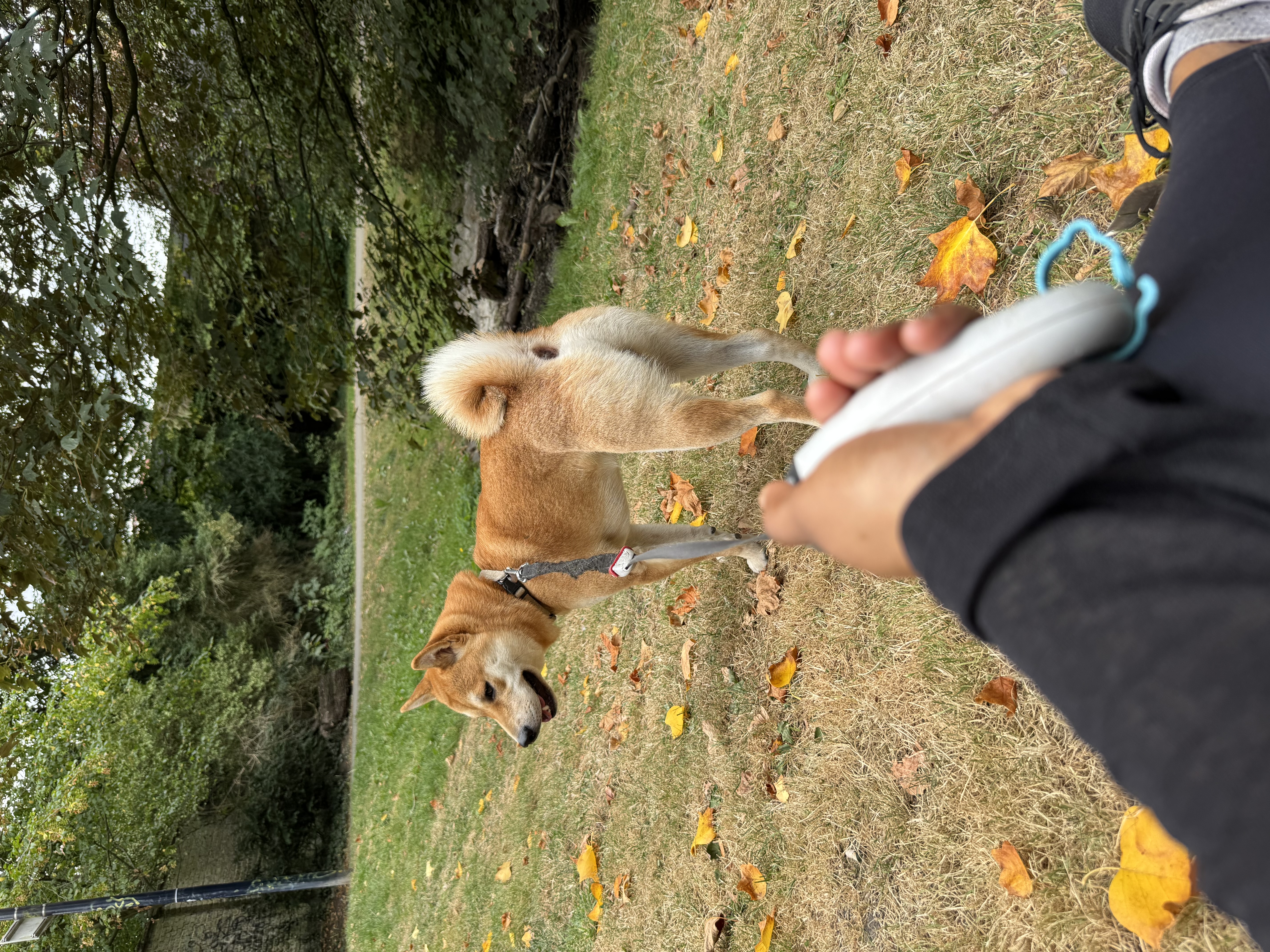 image-12