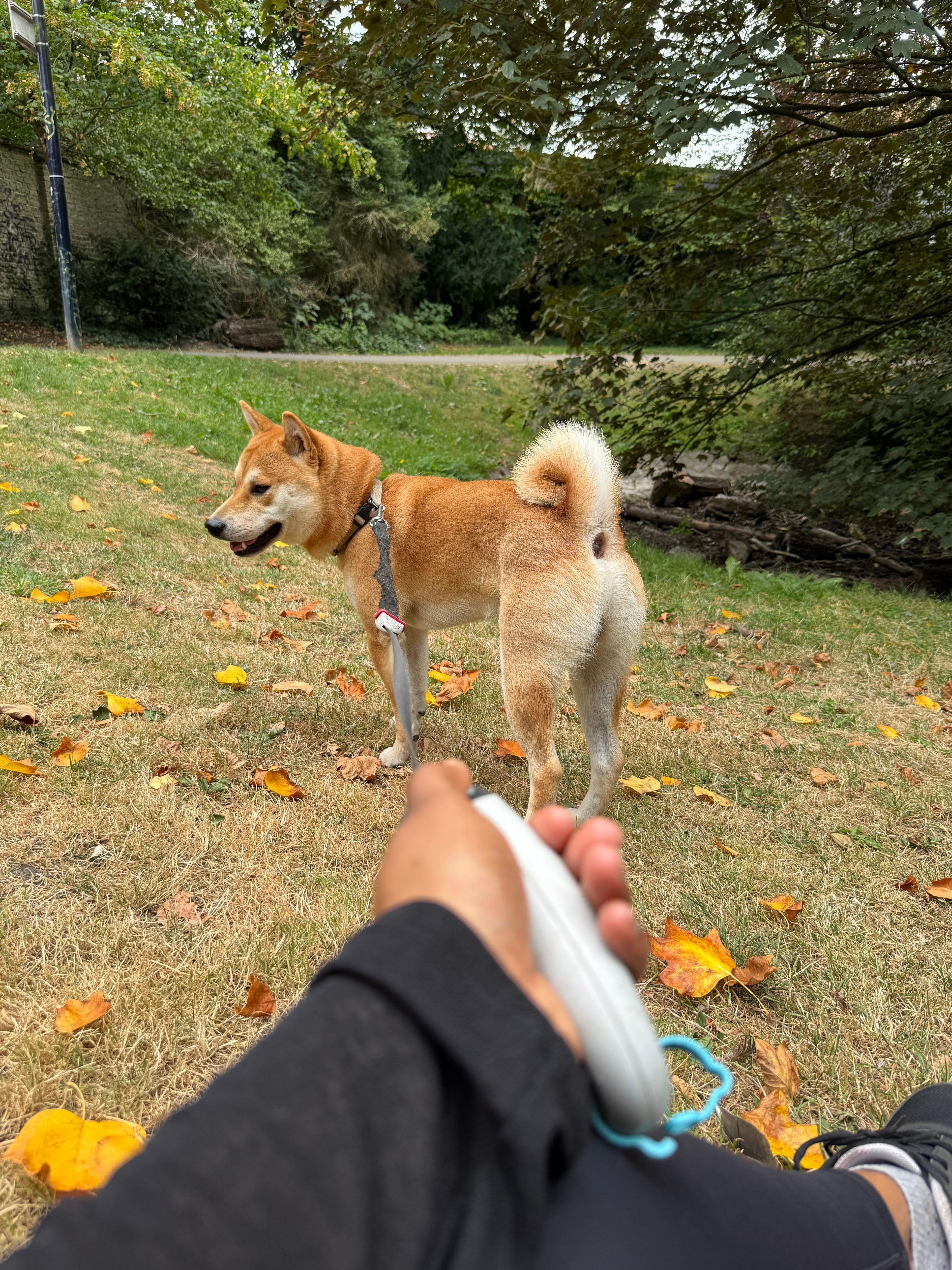 image-12