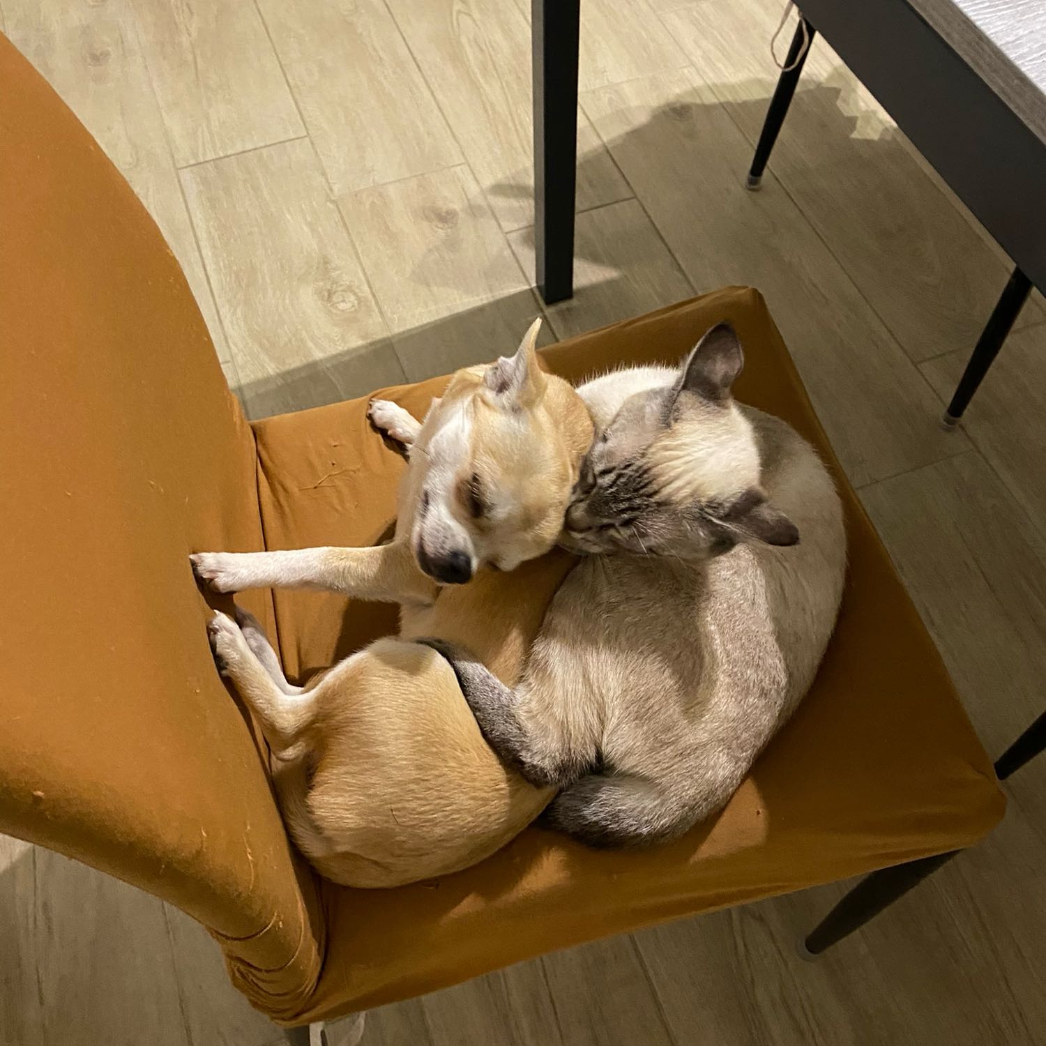 Loki e Anastasia detta Garibaldi