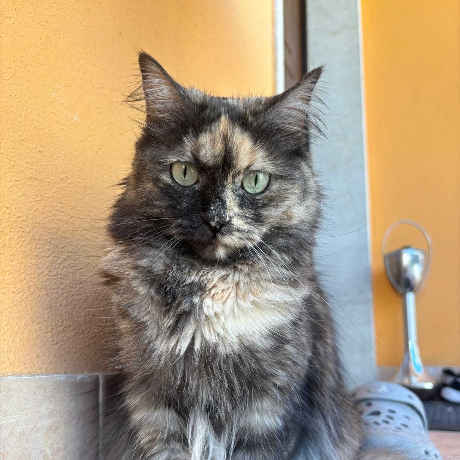 Milù