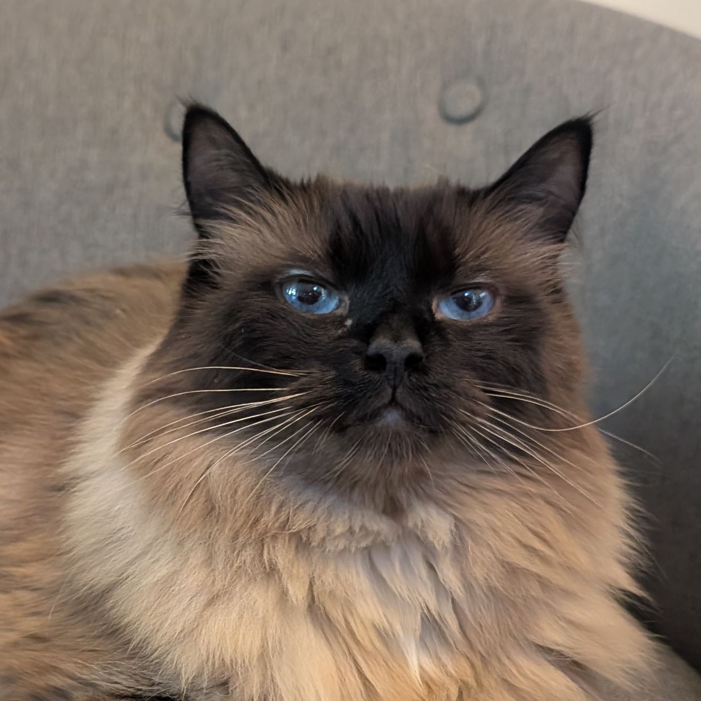 Francis