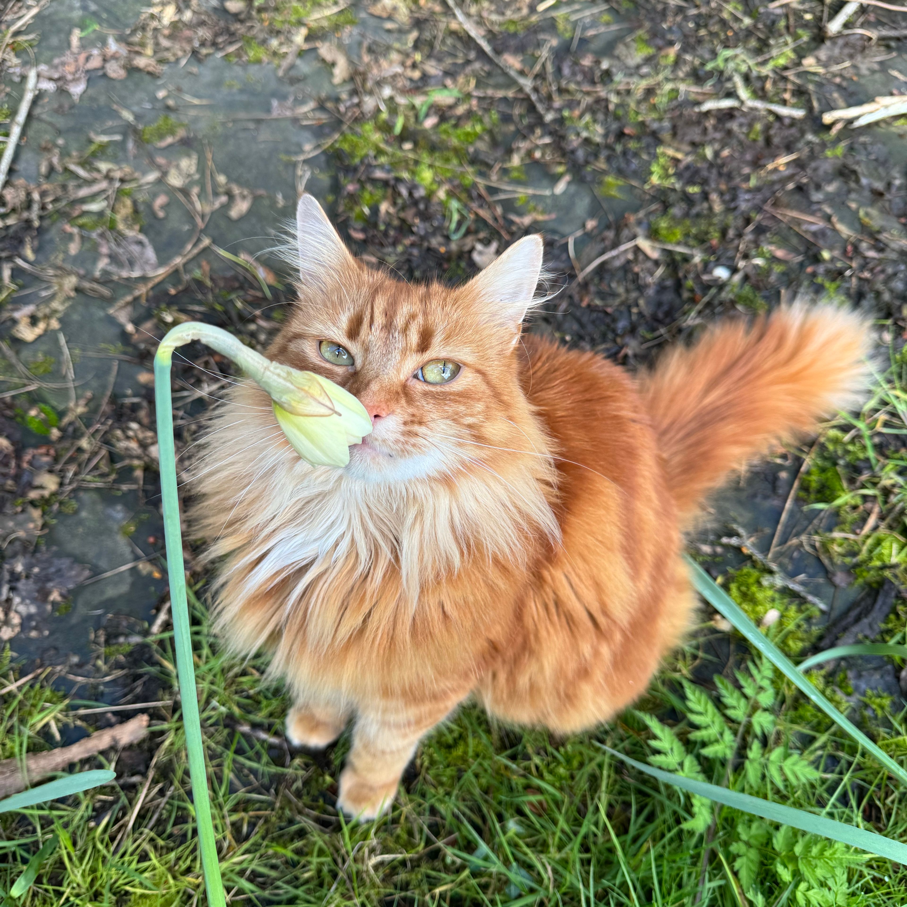 Bella