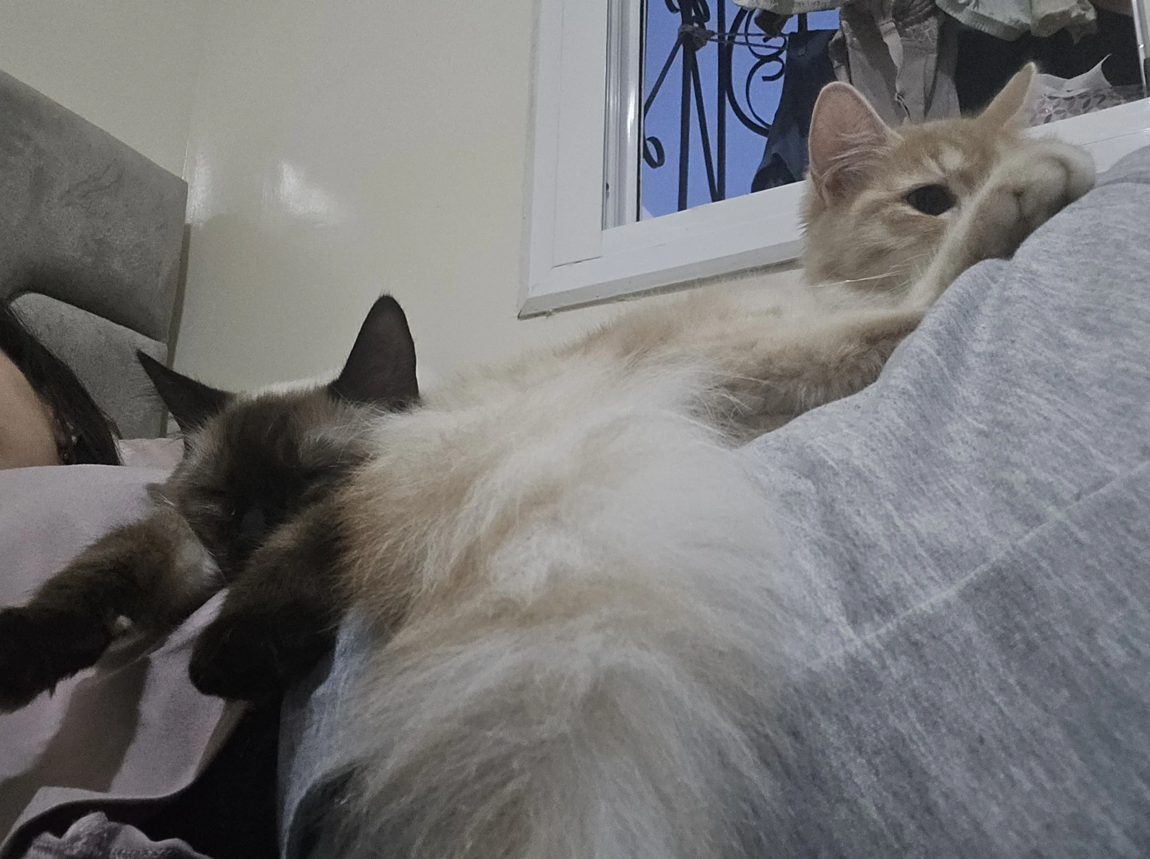 image-7