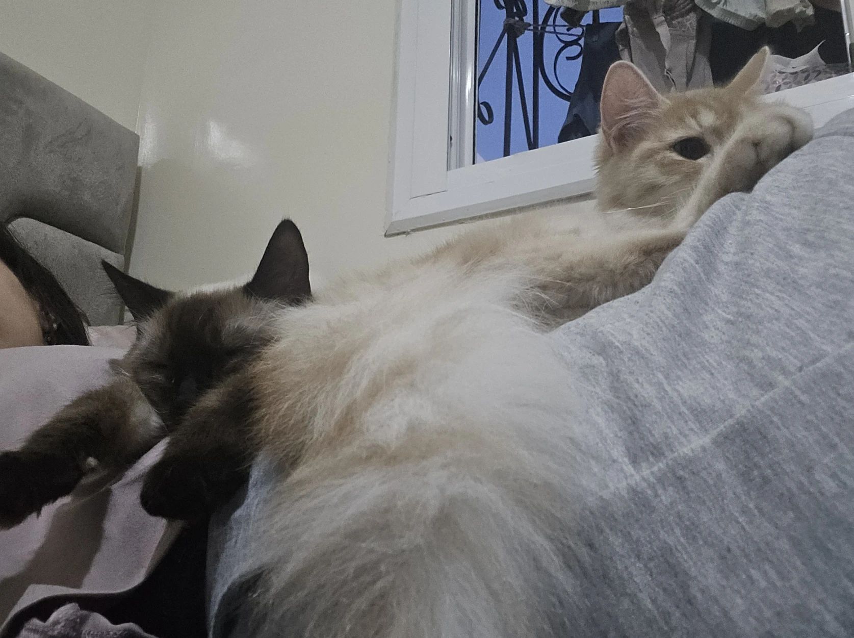 image-7
