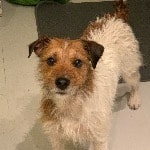 Tarka