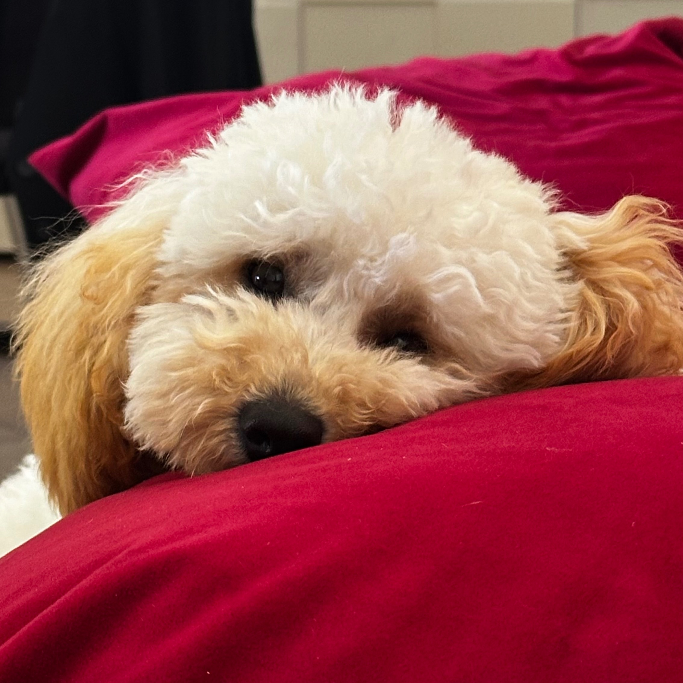 Lola