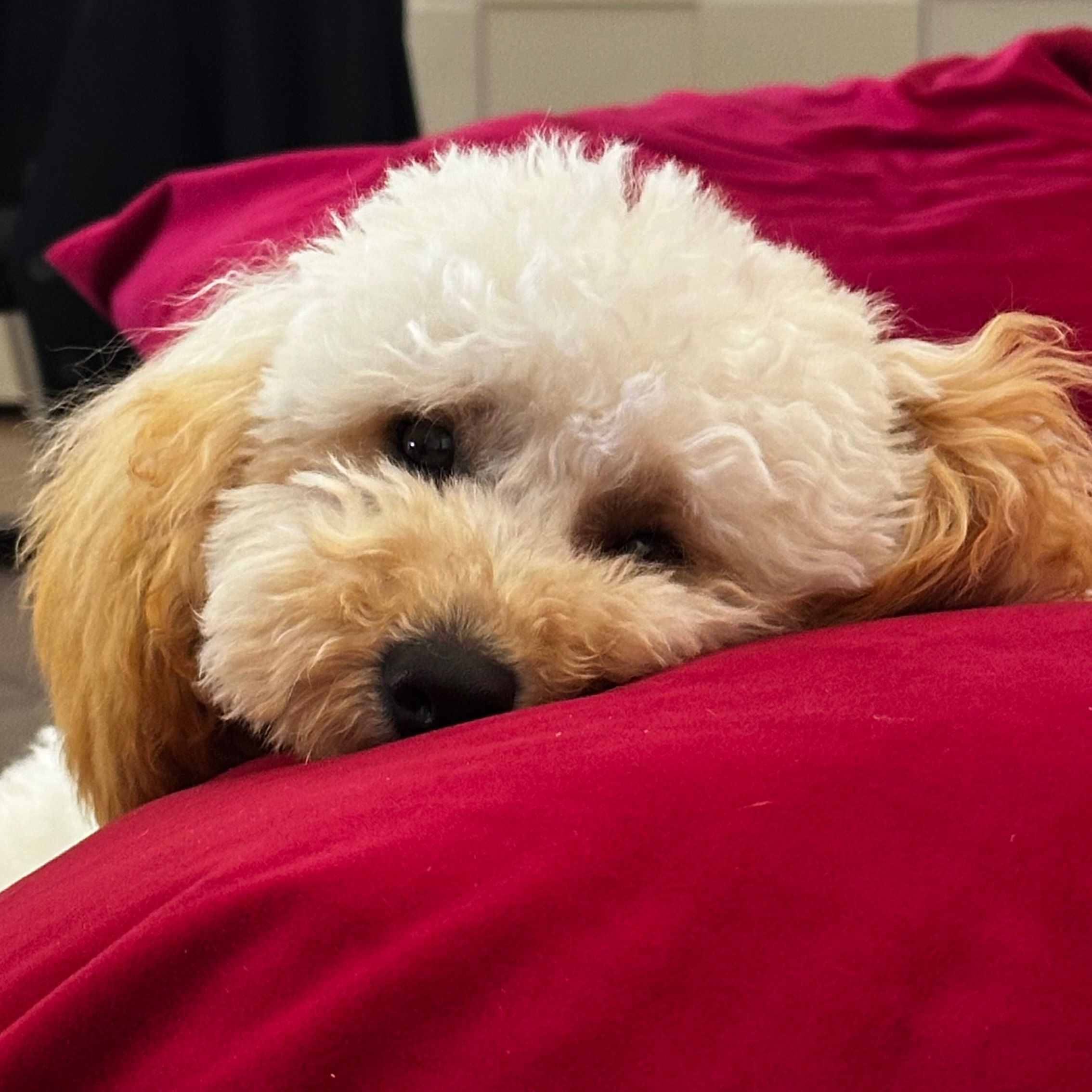 Lola