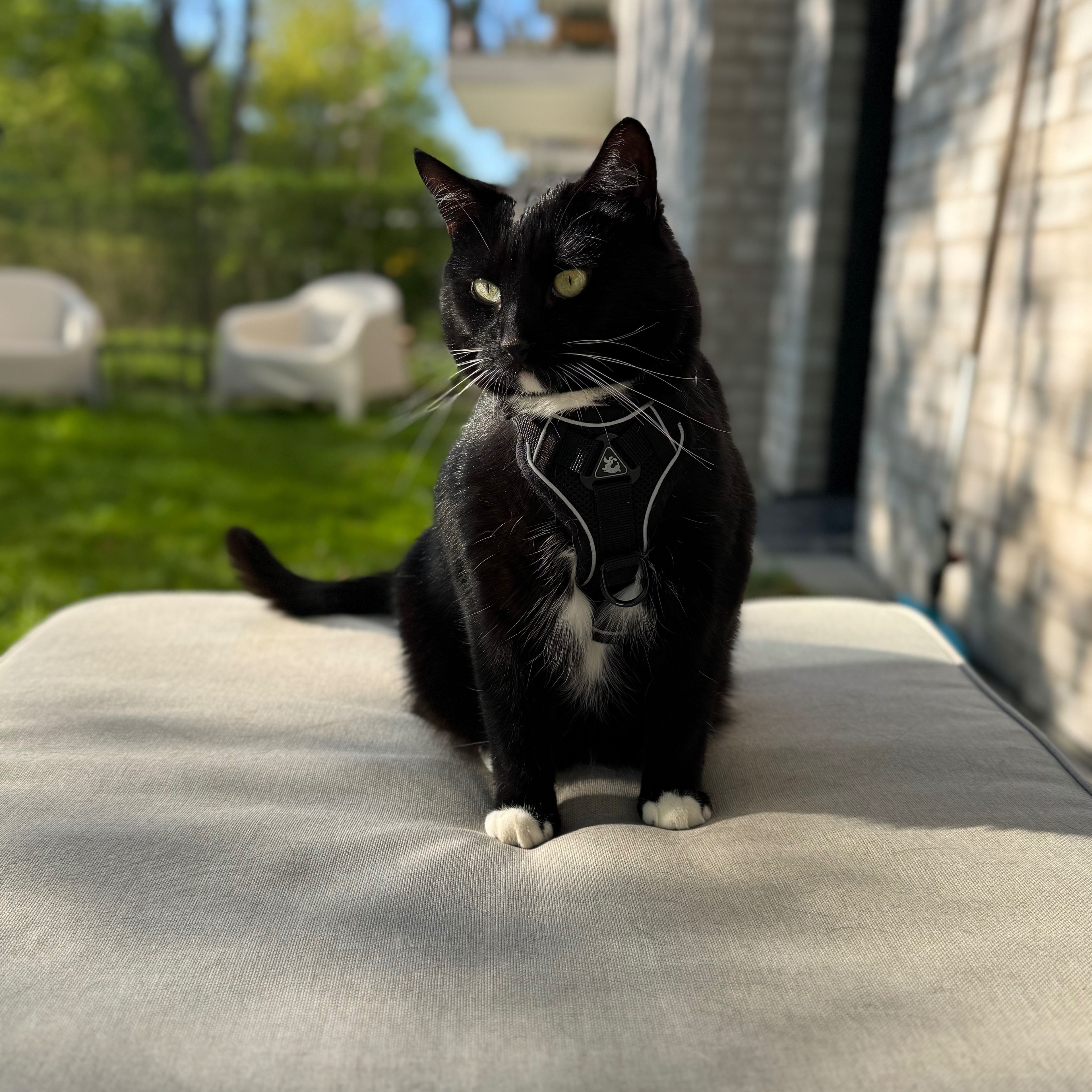 Molly
