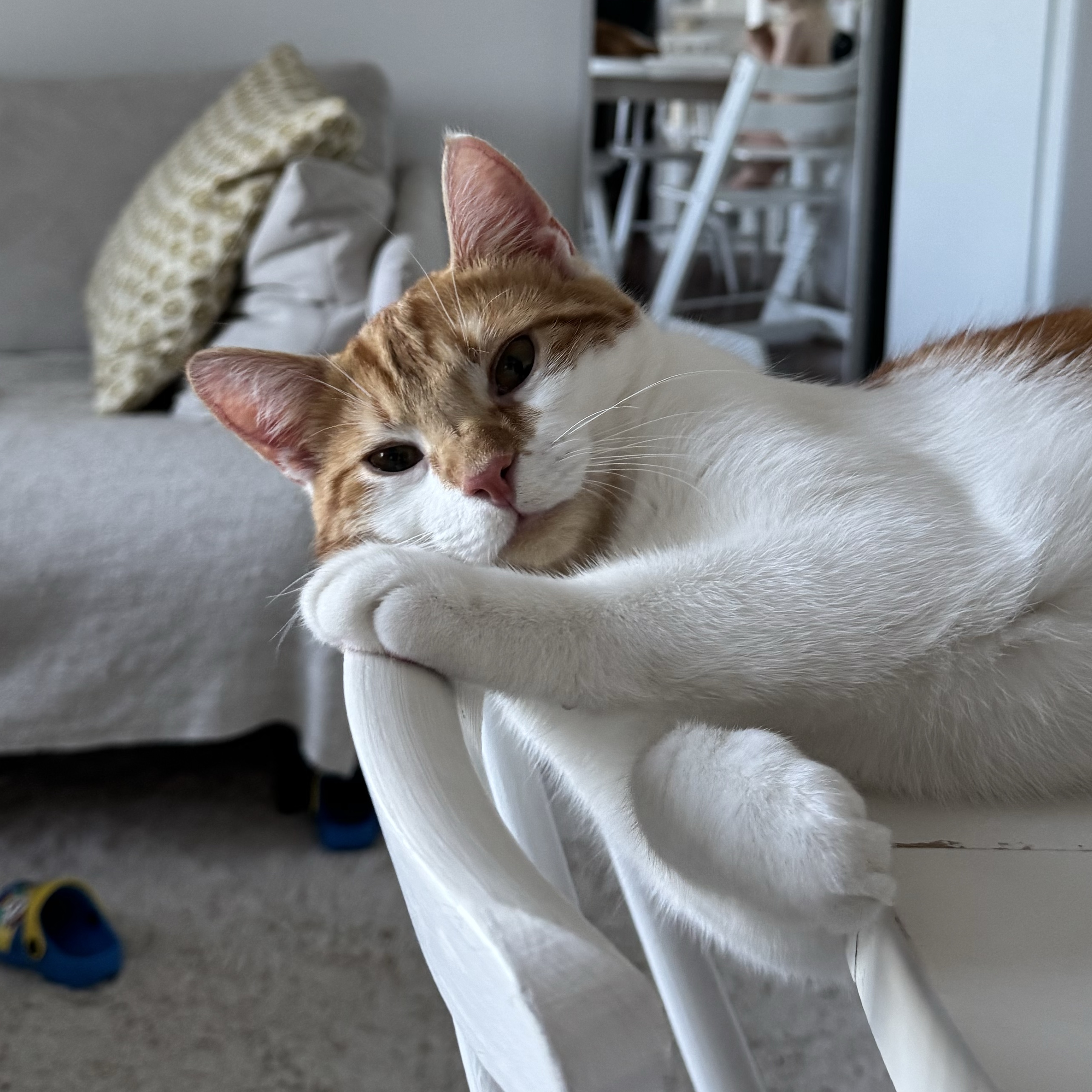 Simba