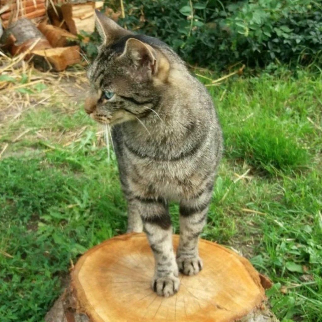 Snorreke