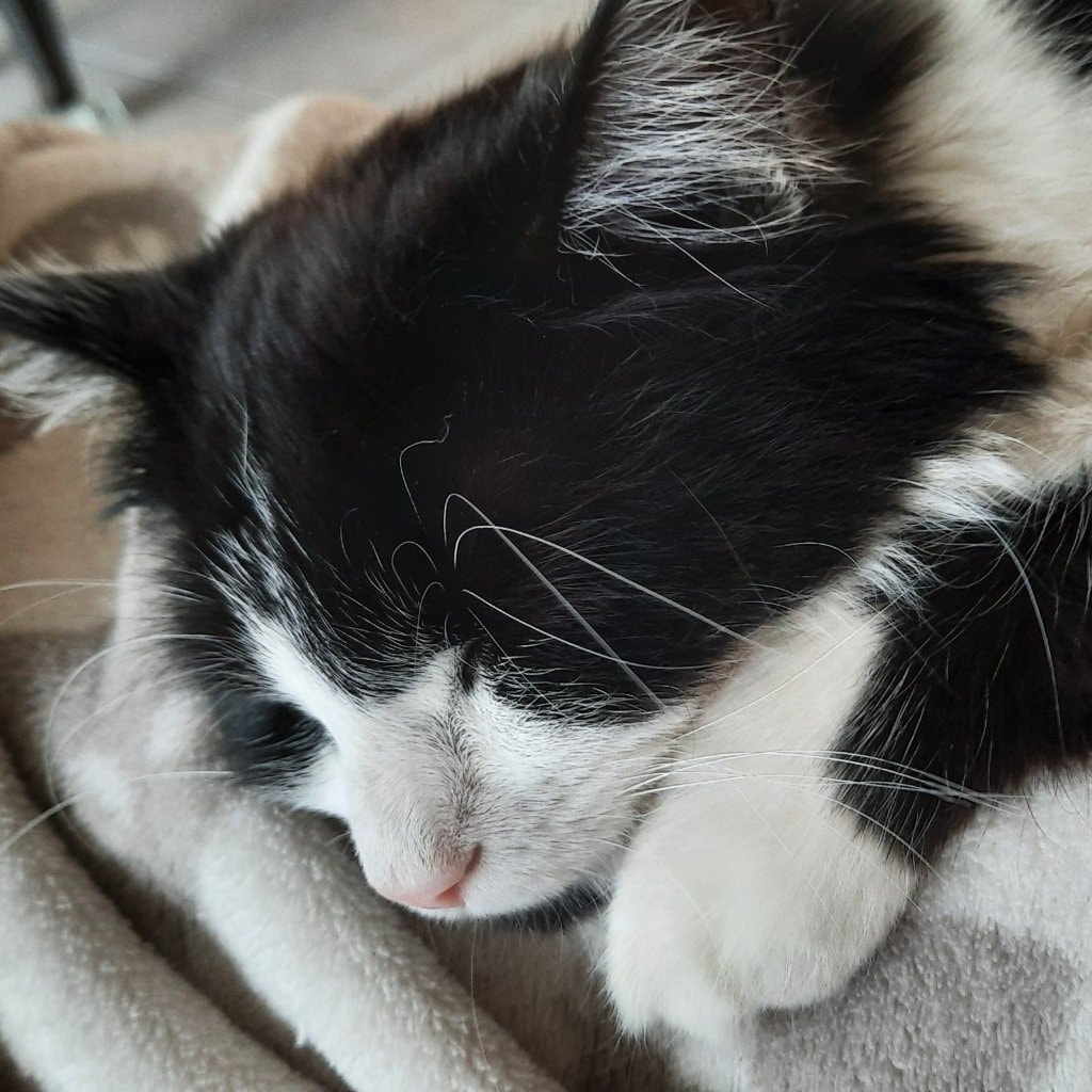 Lola