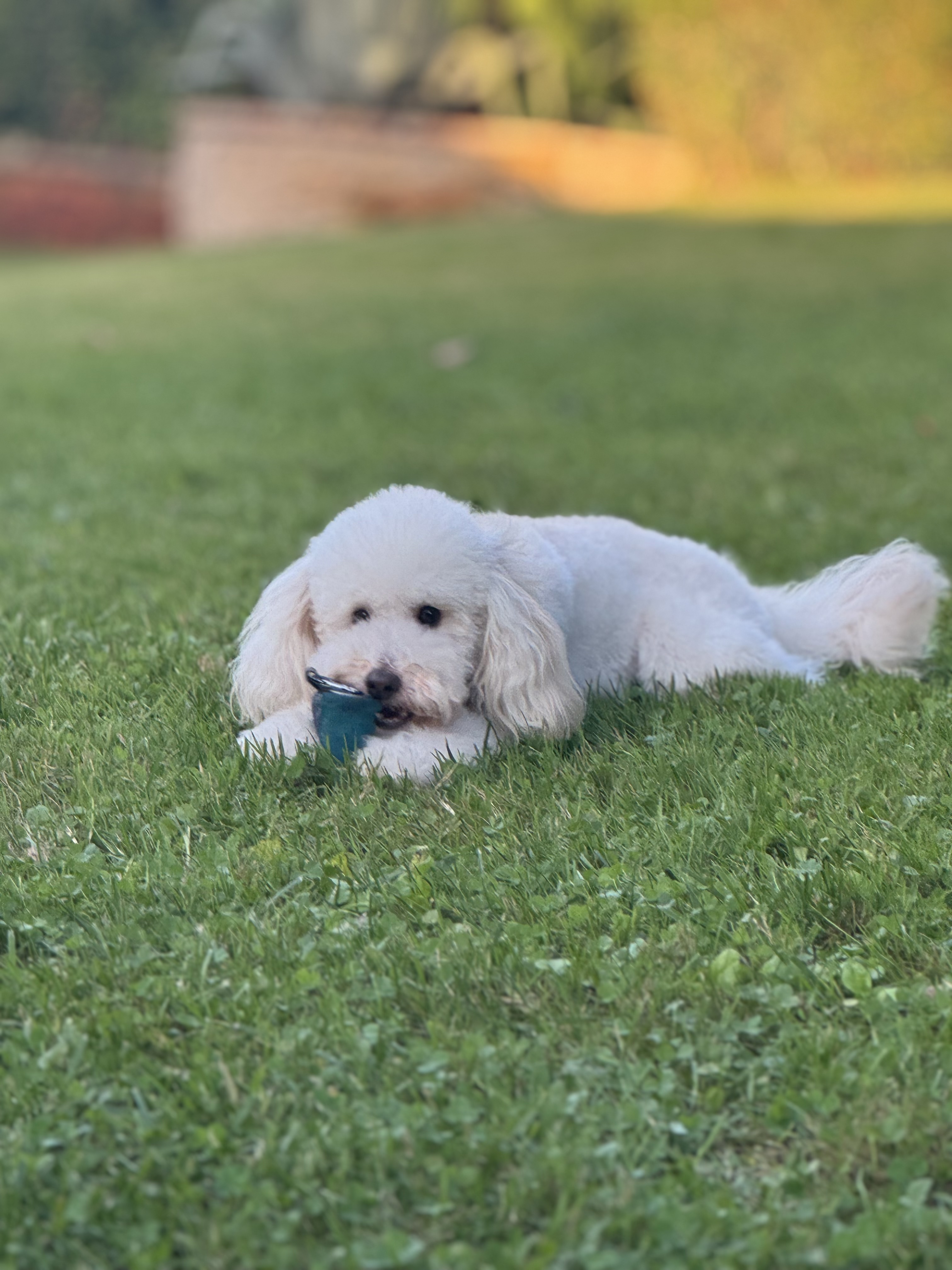 image-8