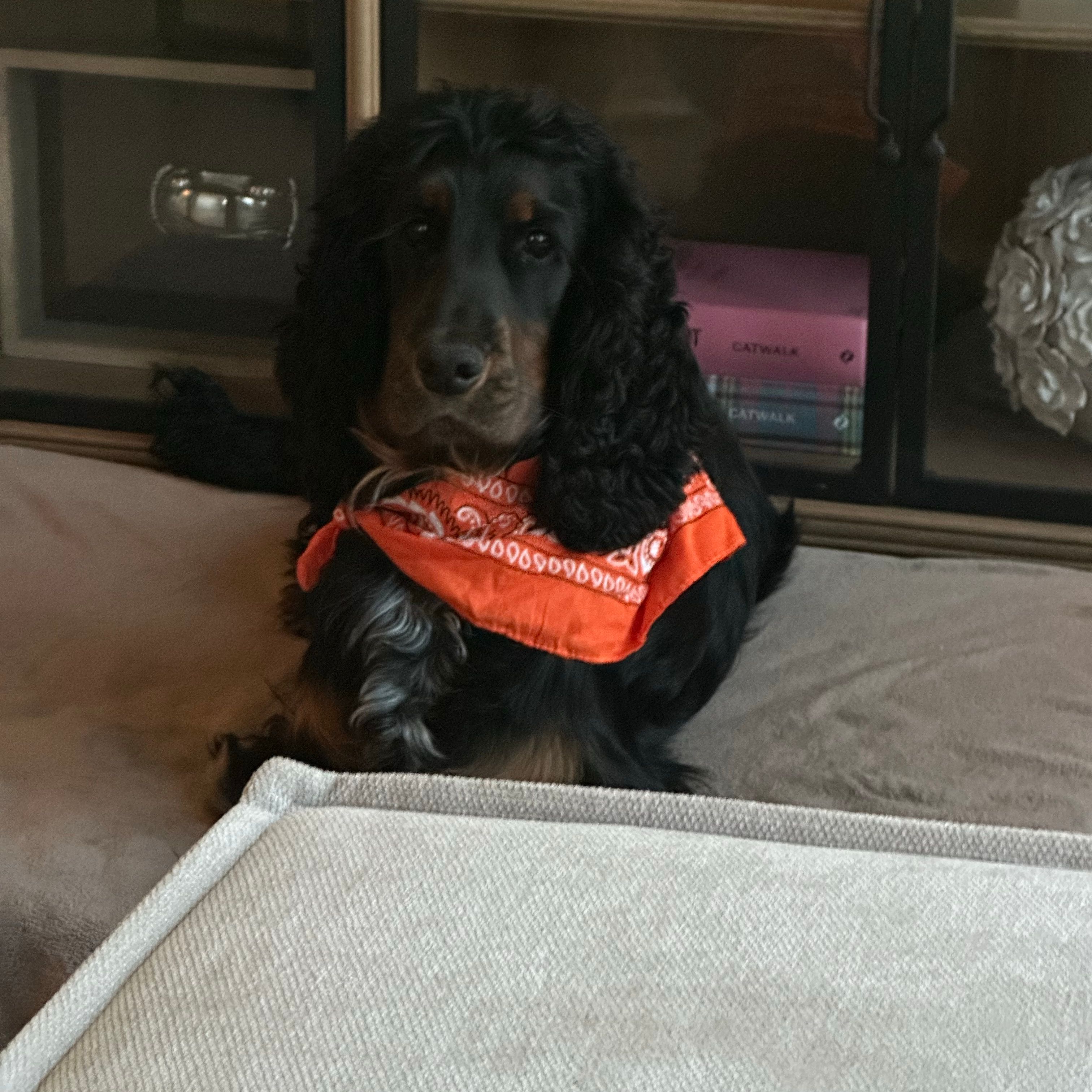 Cooper