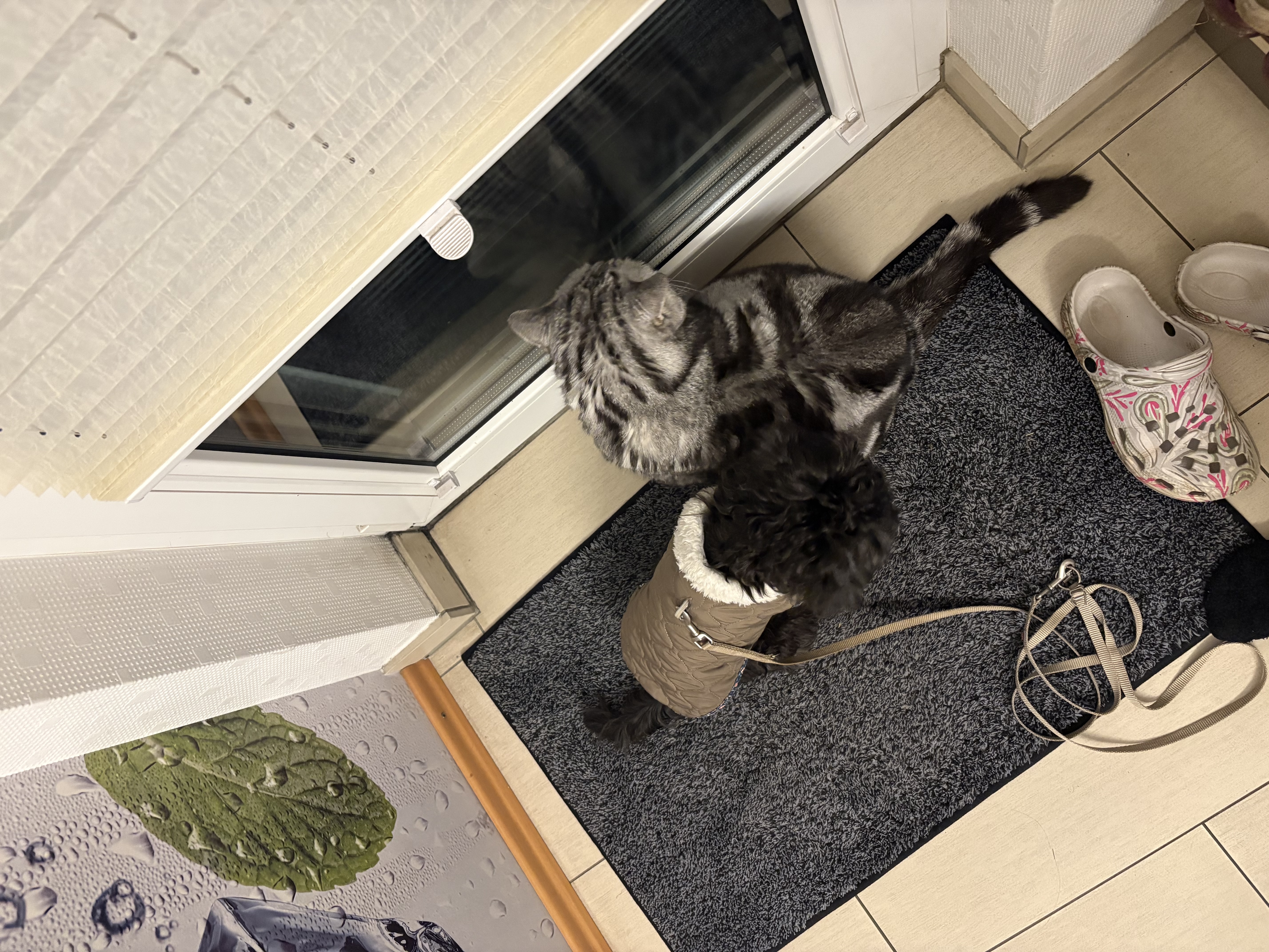 image-8