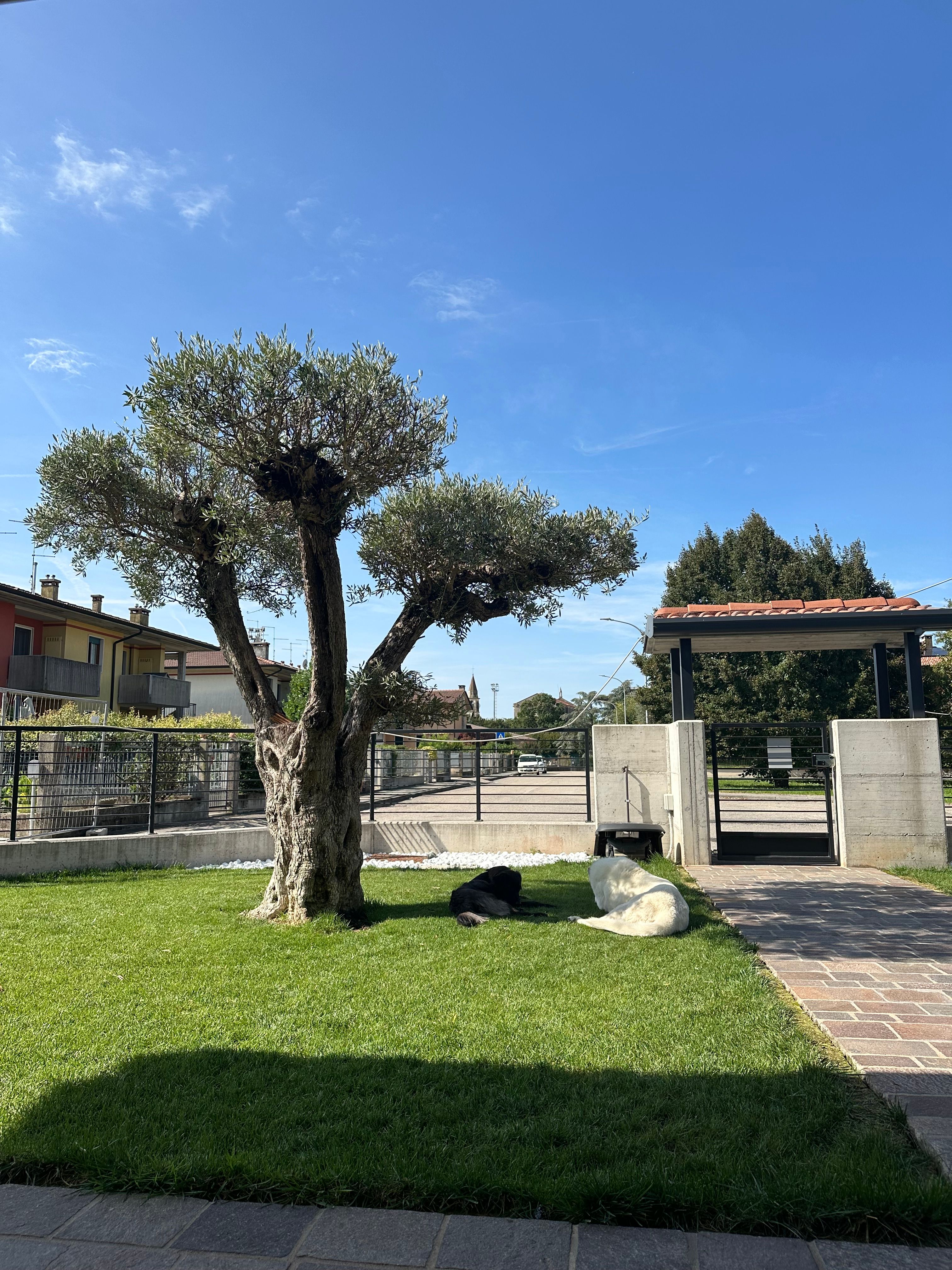 image-11