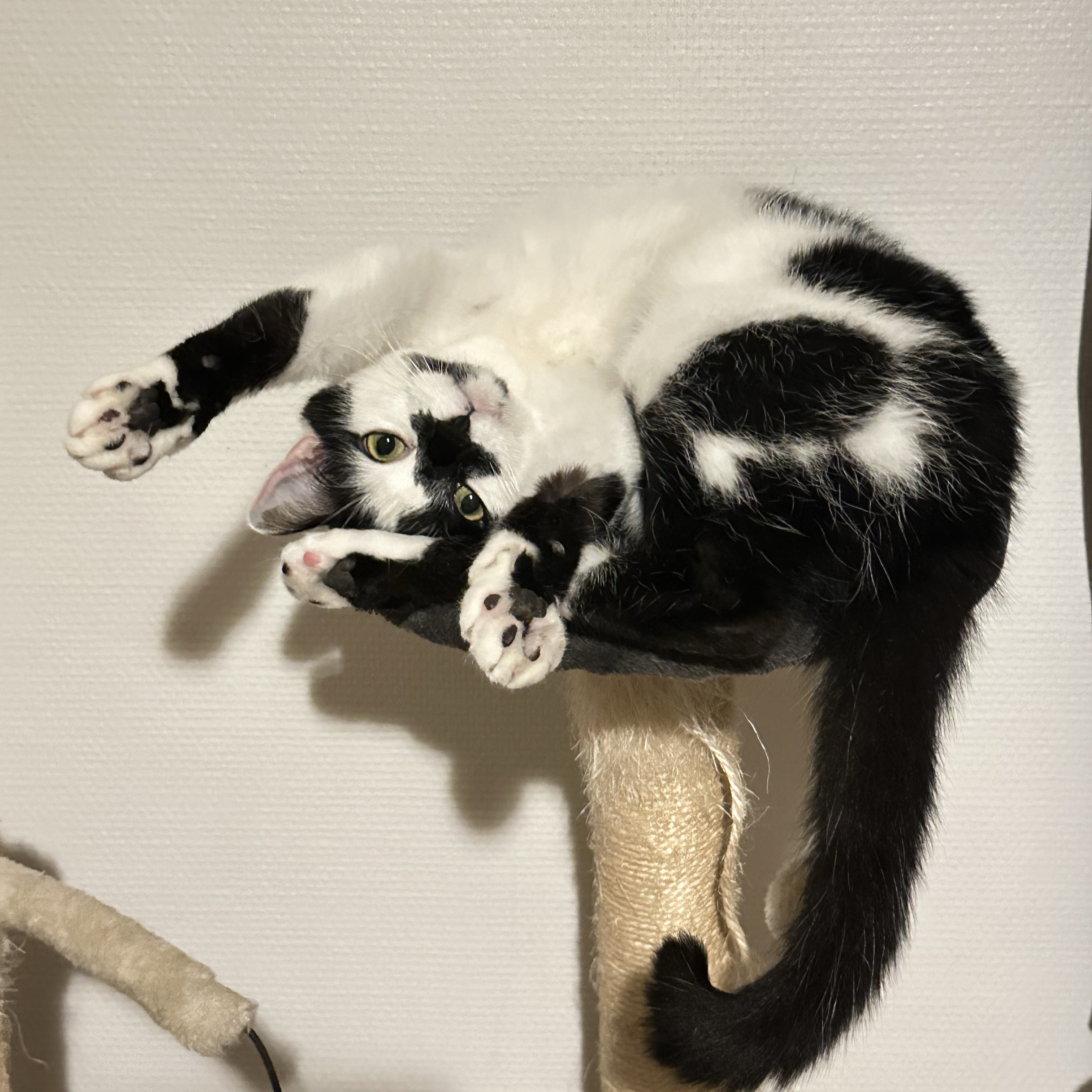 Pirate