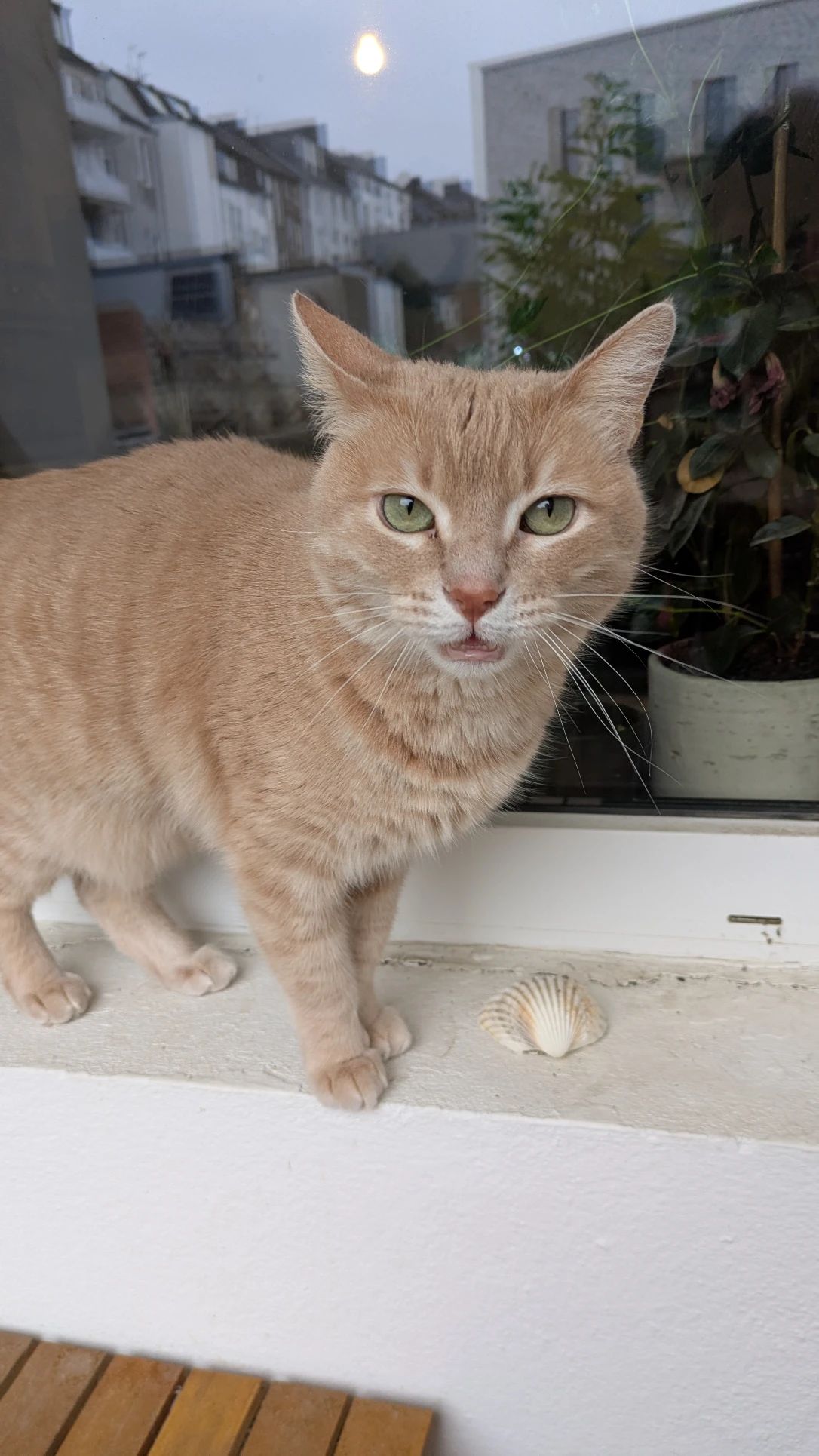 image-7