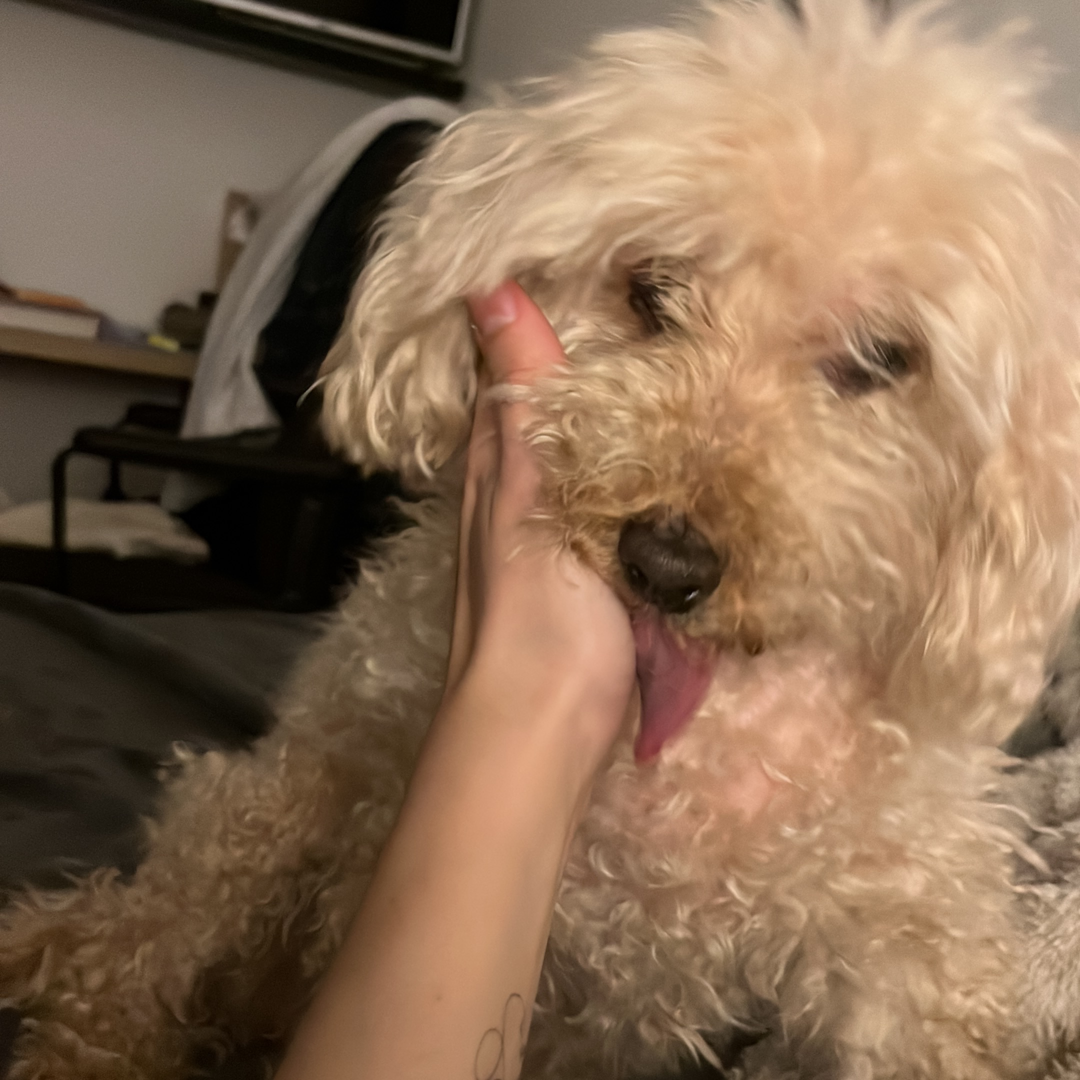 Lilli