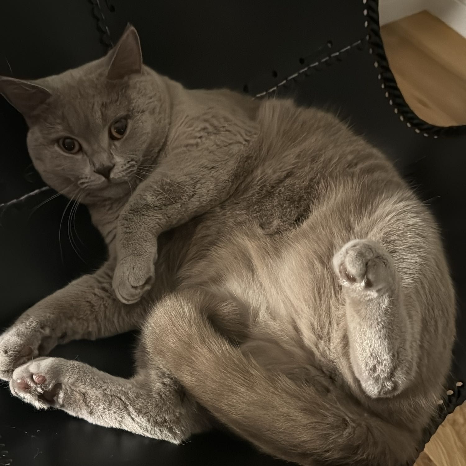 Carlo