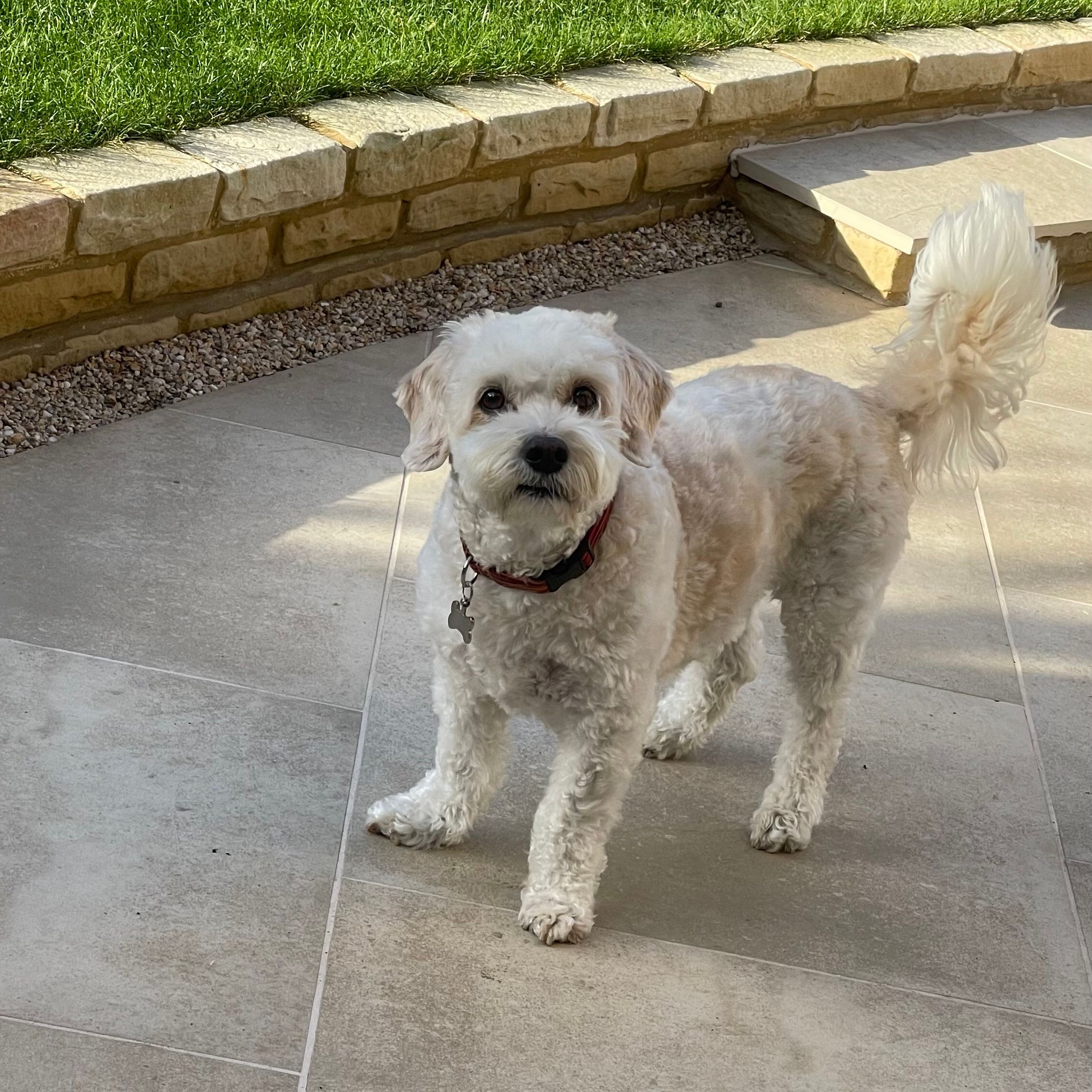 Buddy