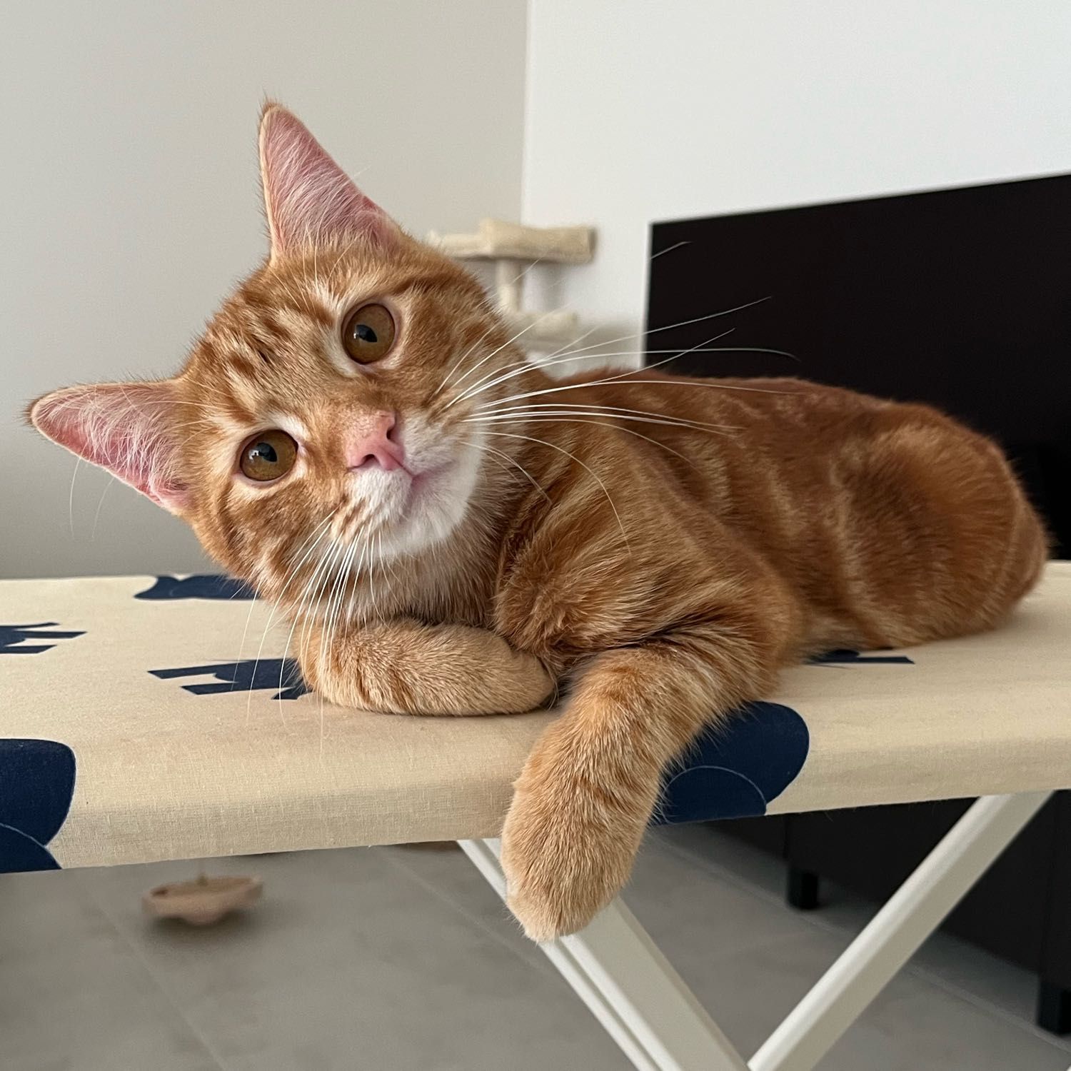 René
