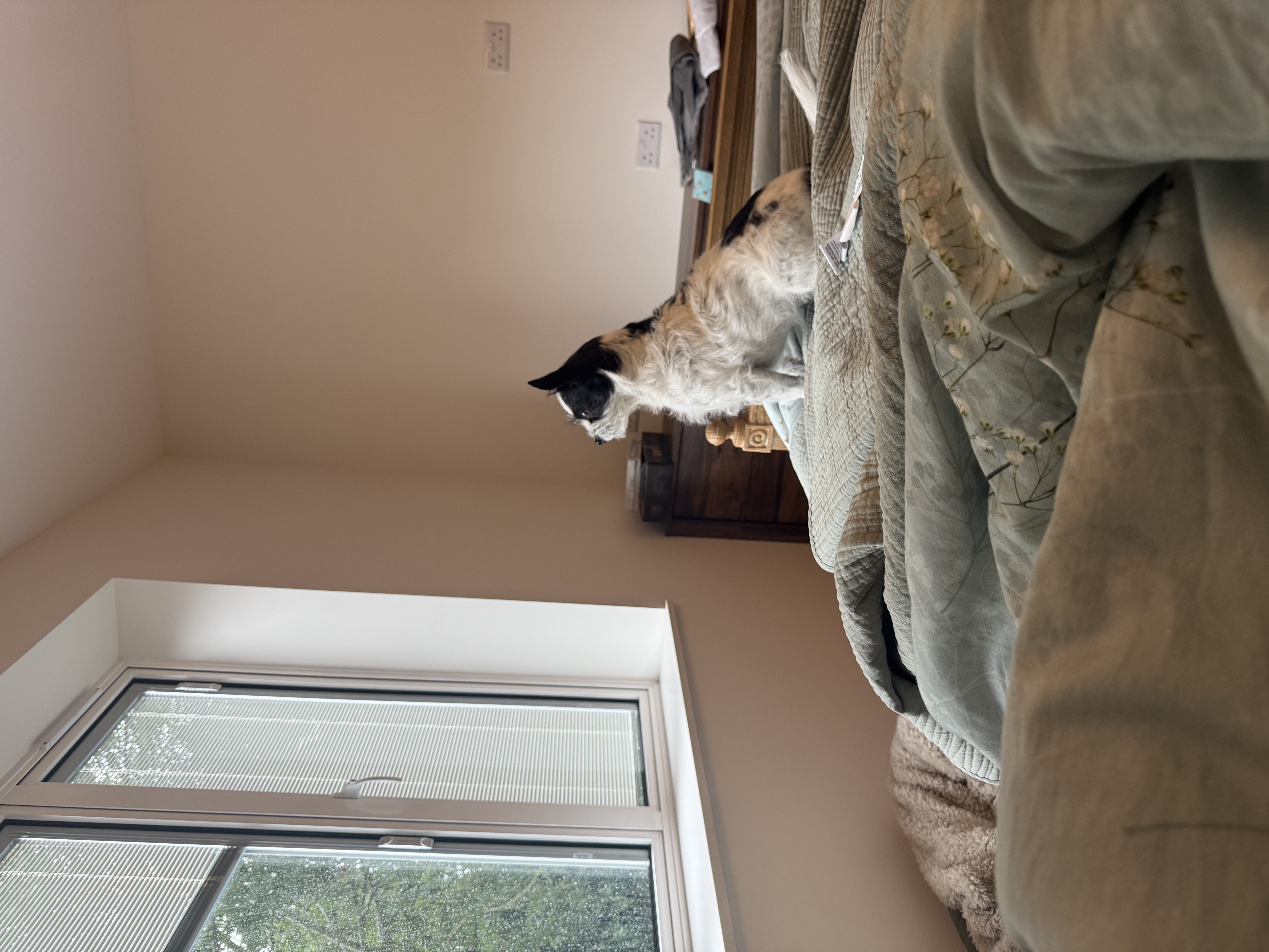 image-19