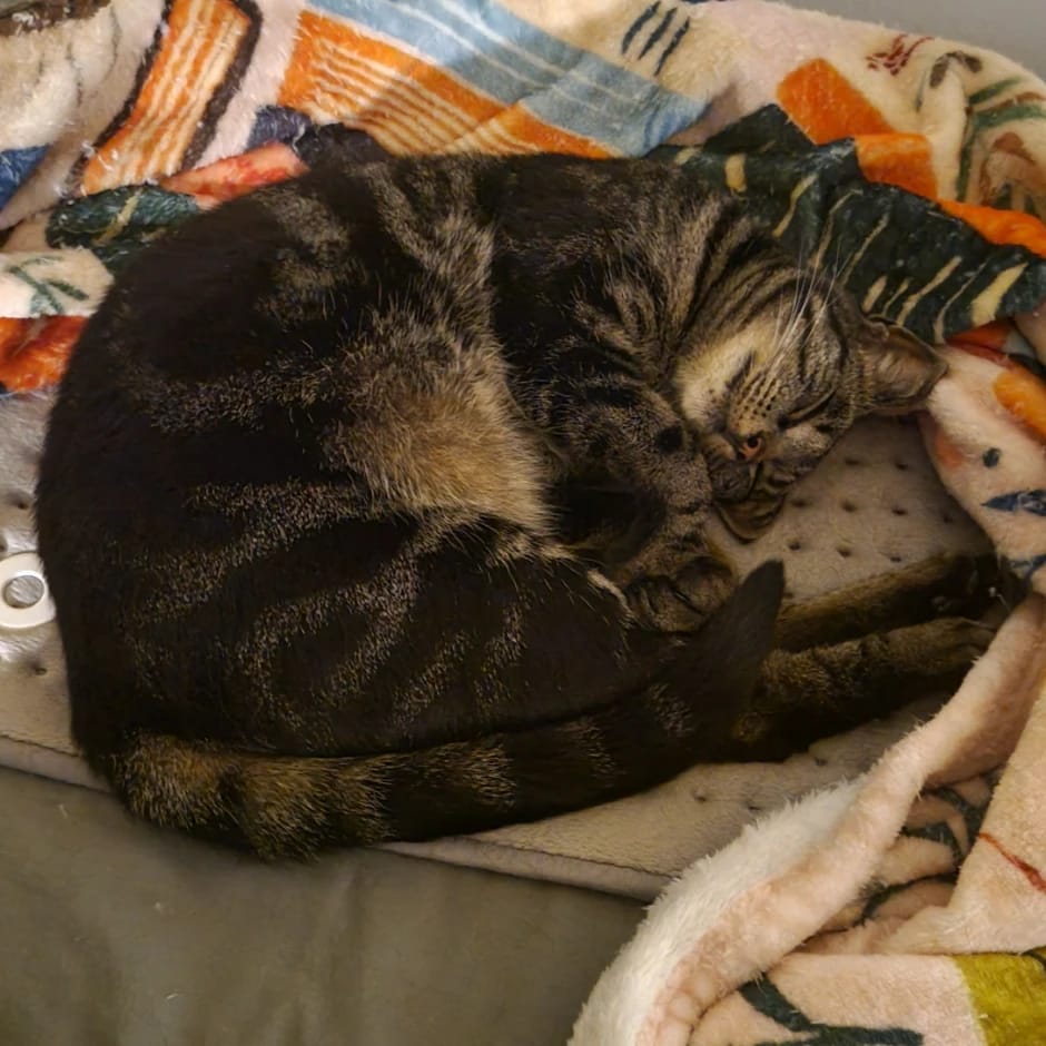 Kiki
