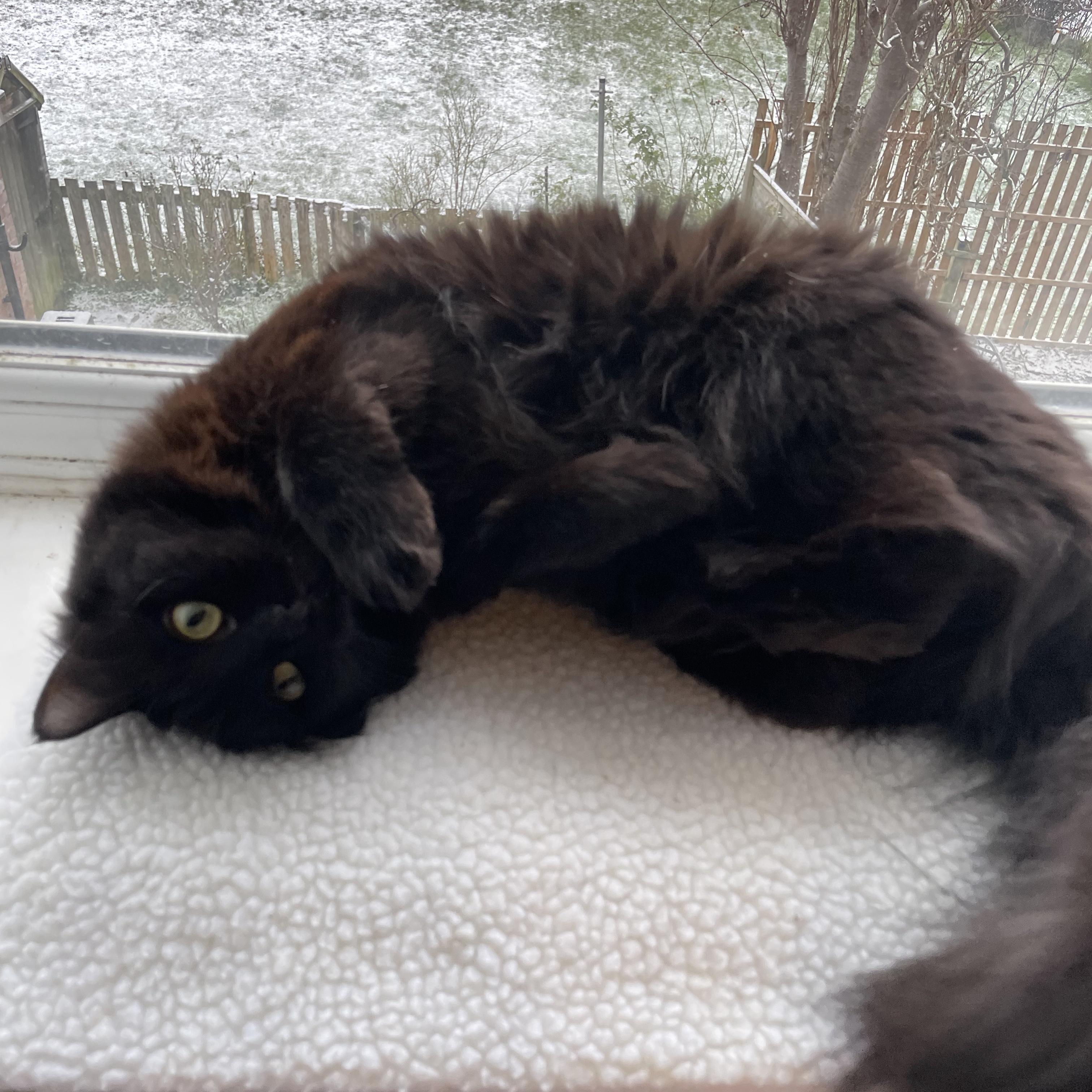 Brownie