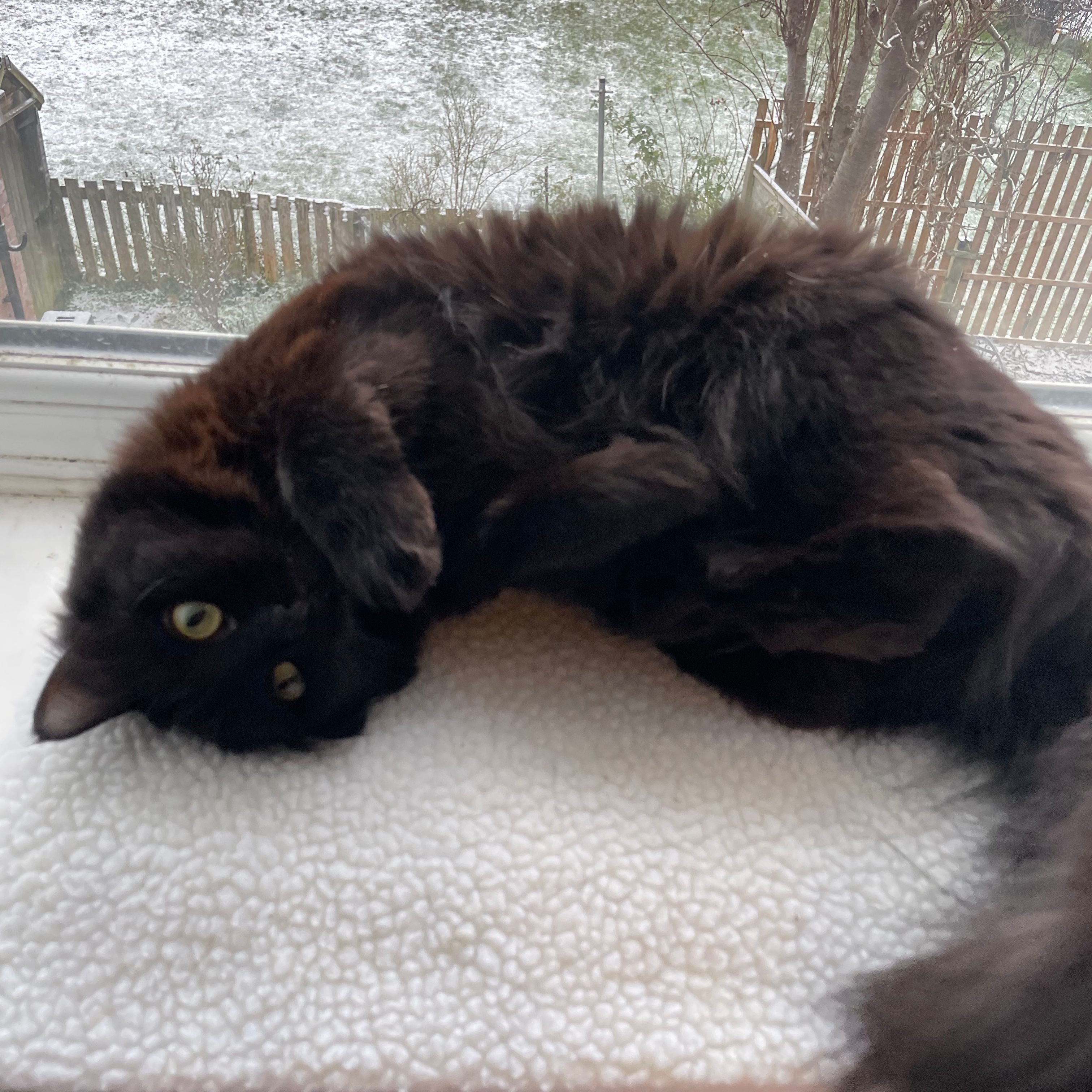 Brownie