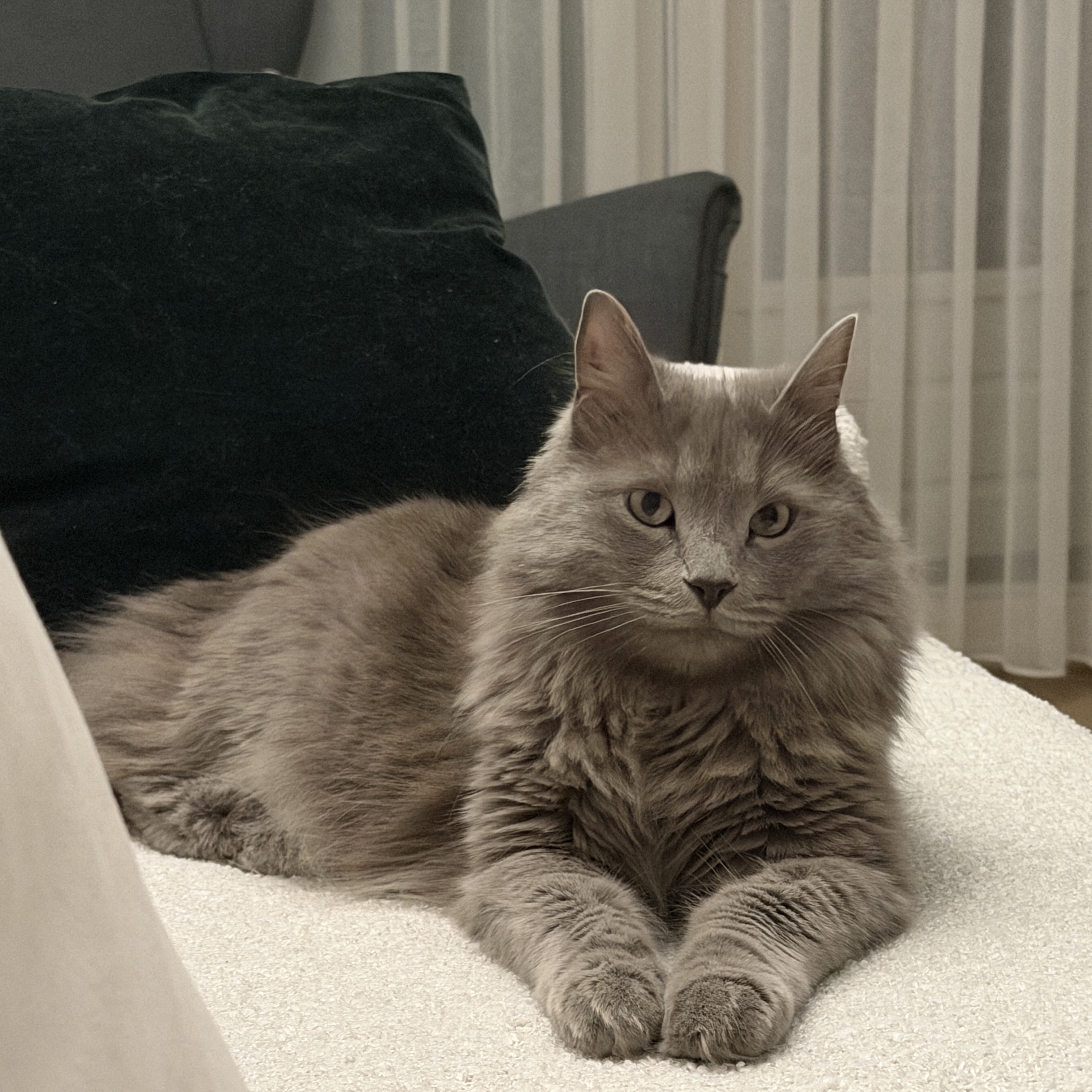 Mia