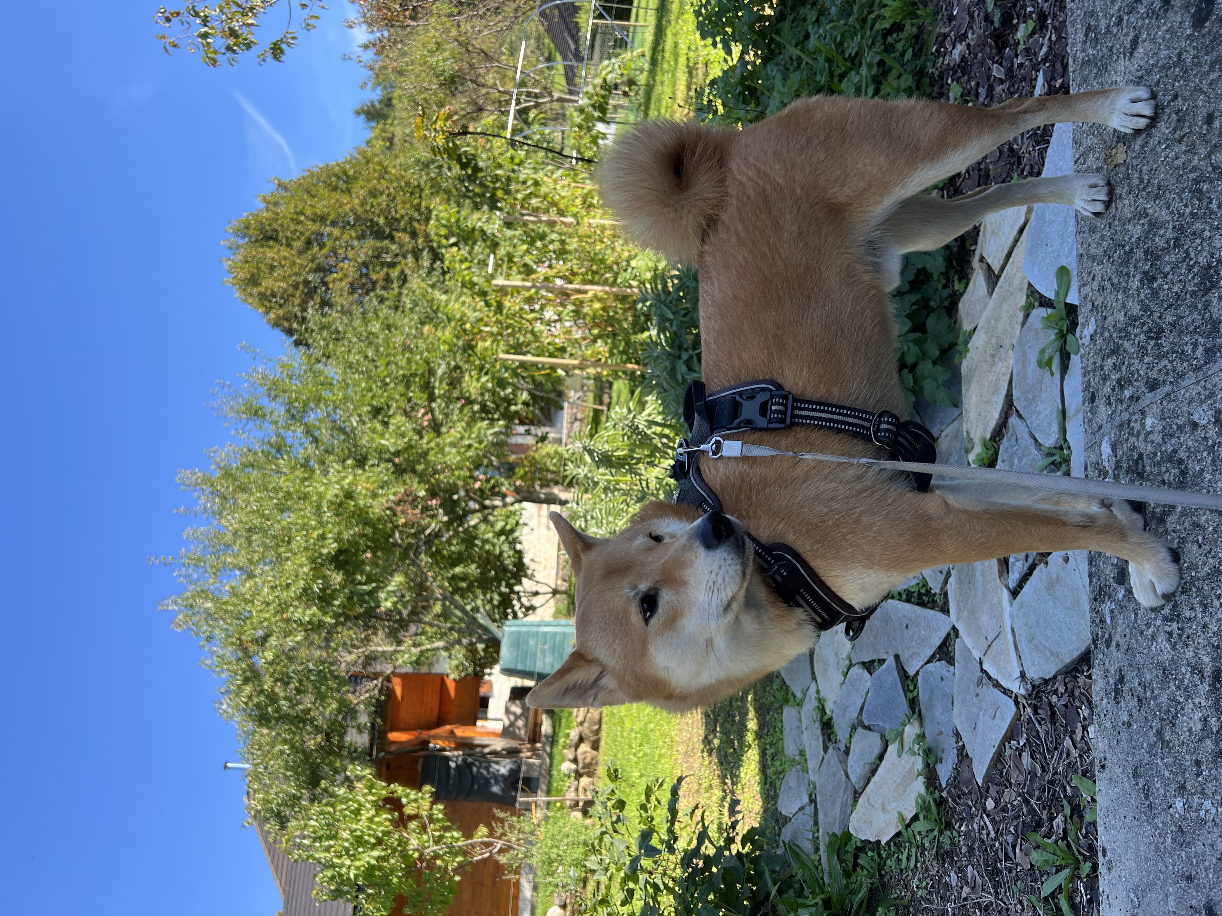 image-7