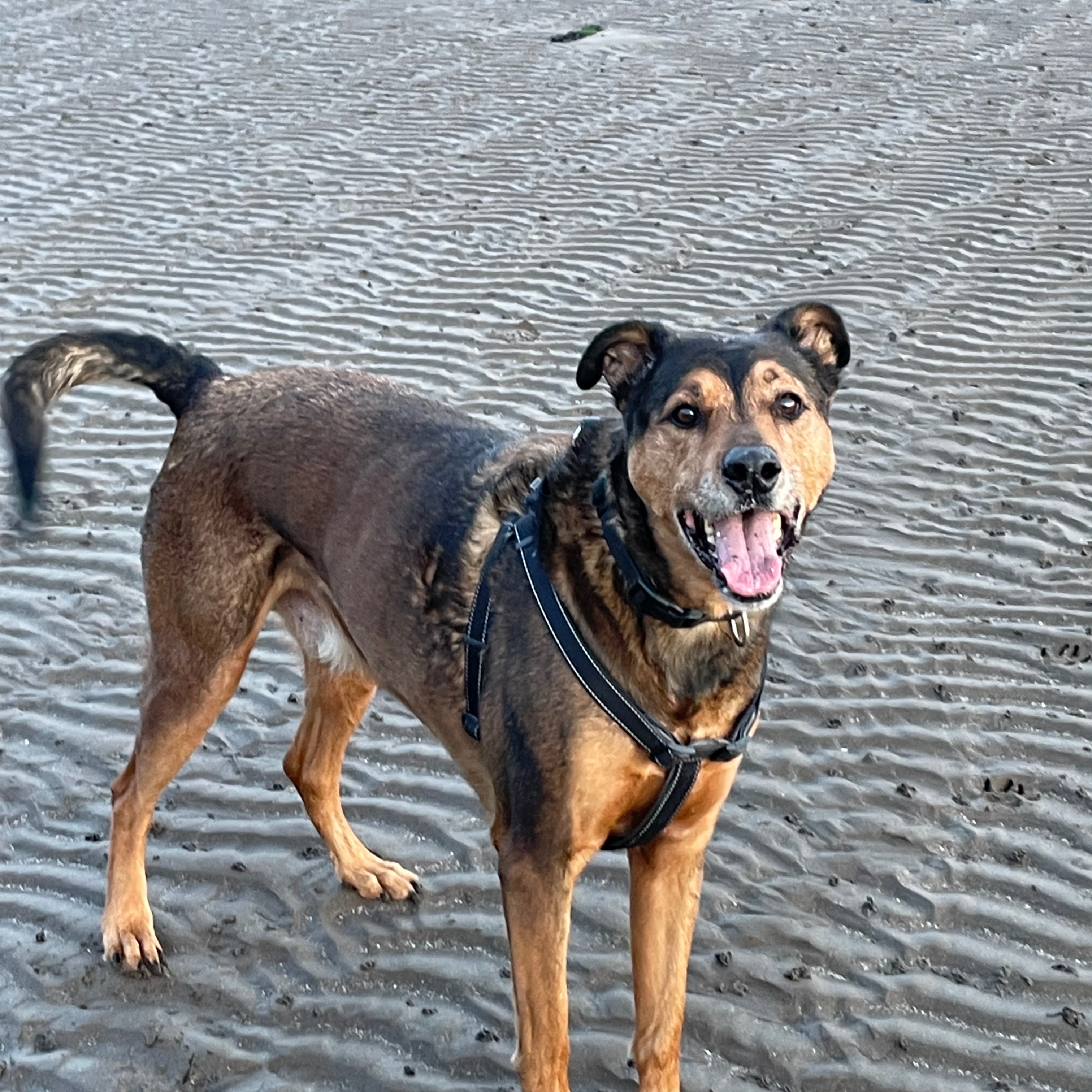 Rufus