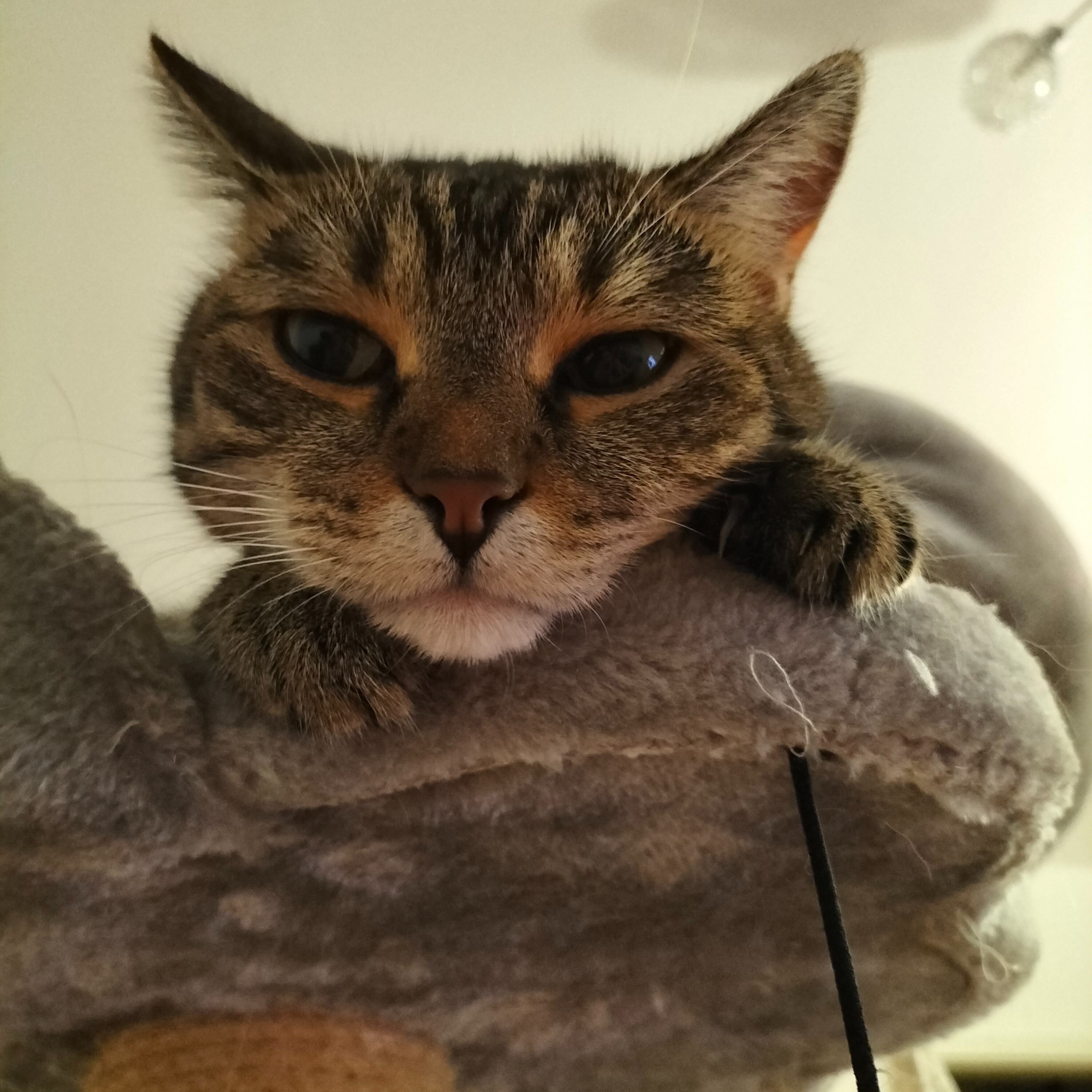 Puffy