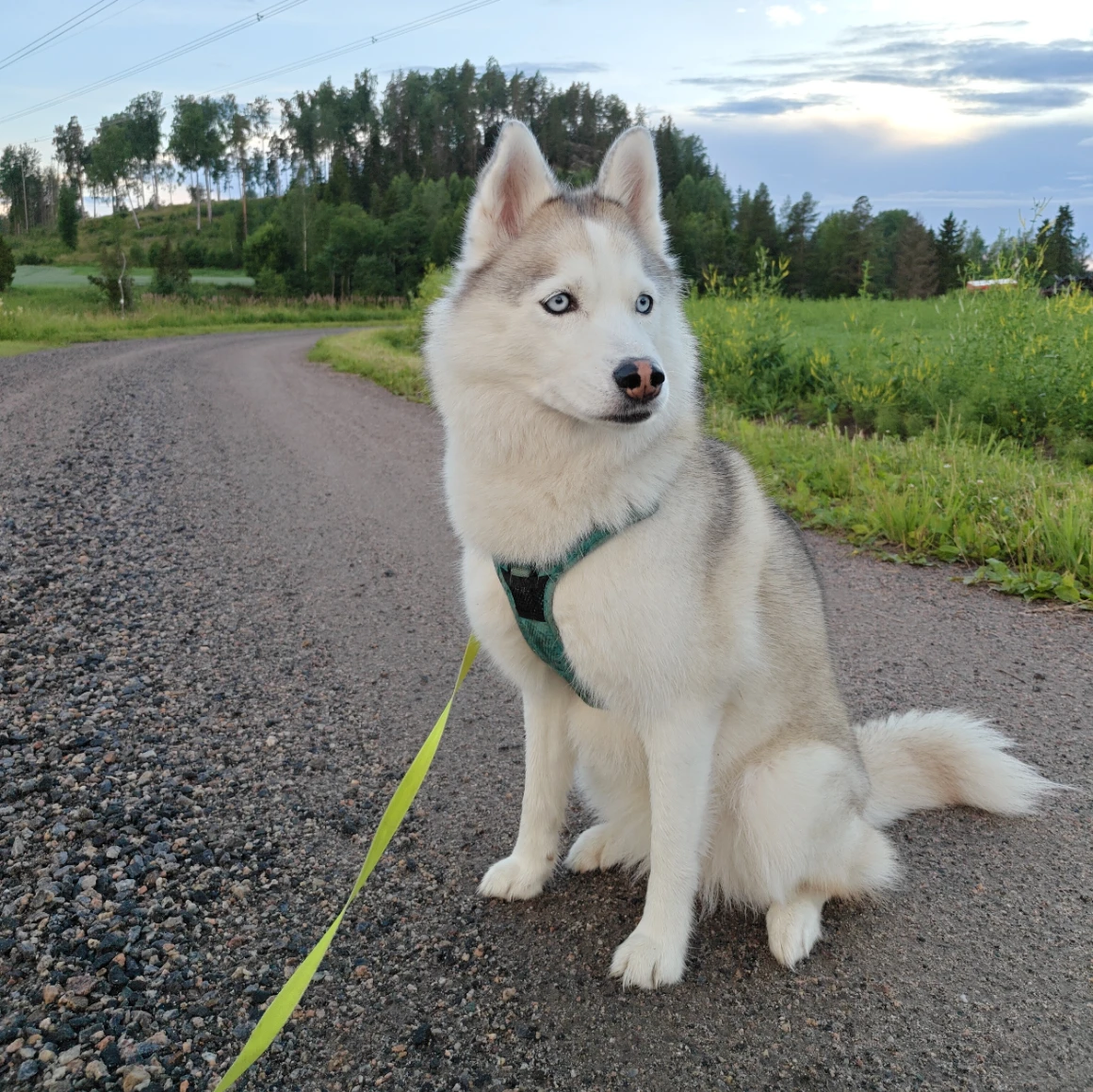 Tofu
