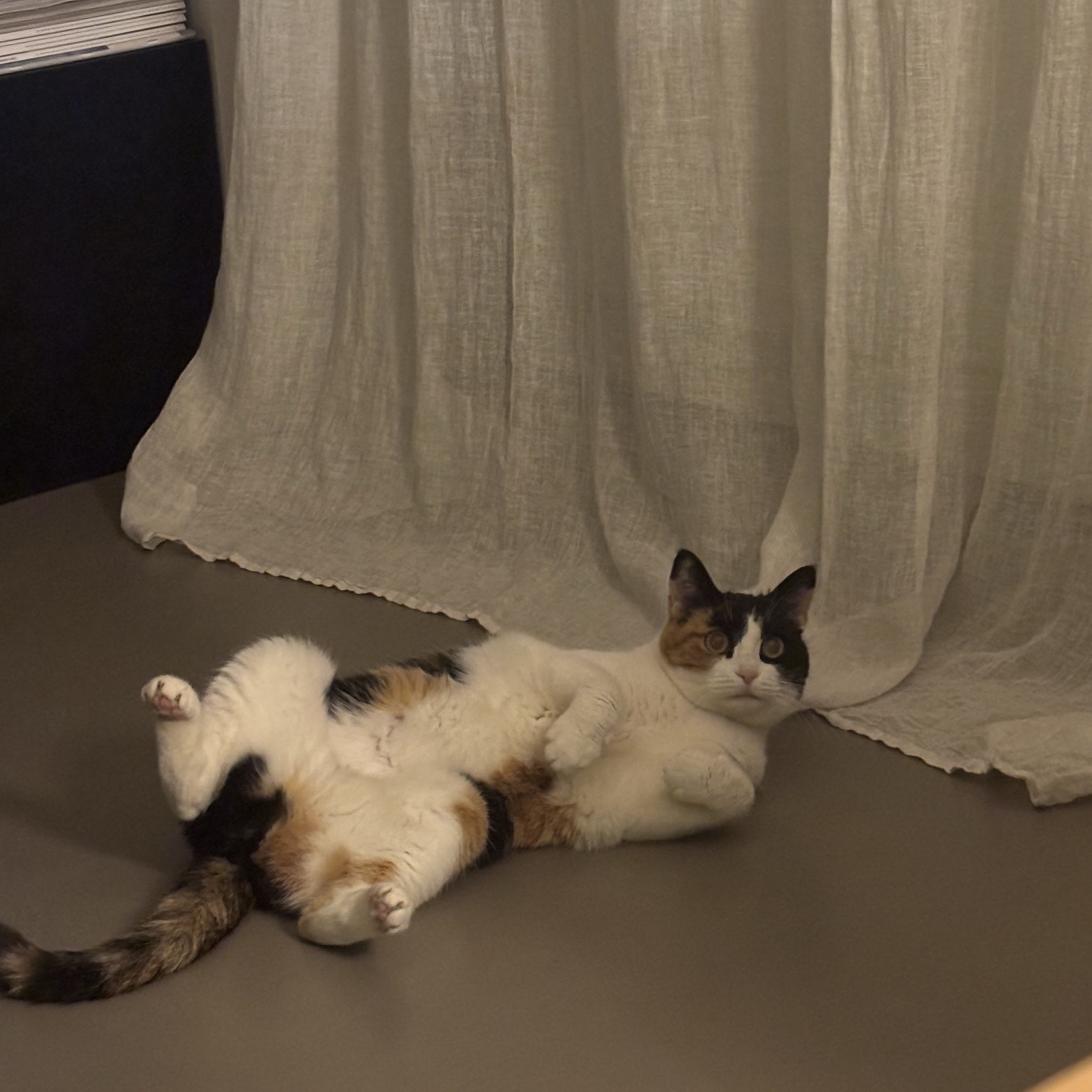 bastet