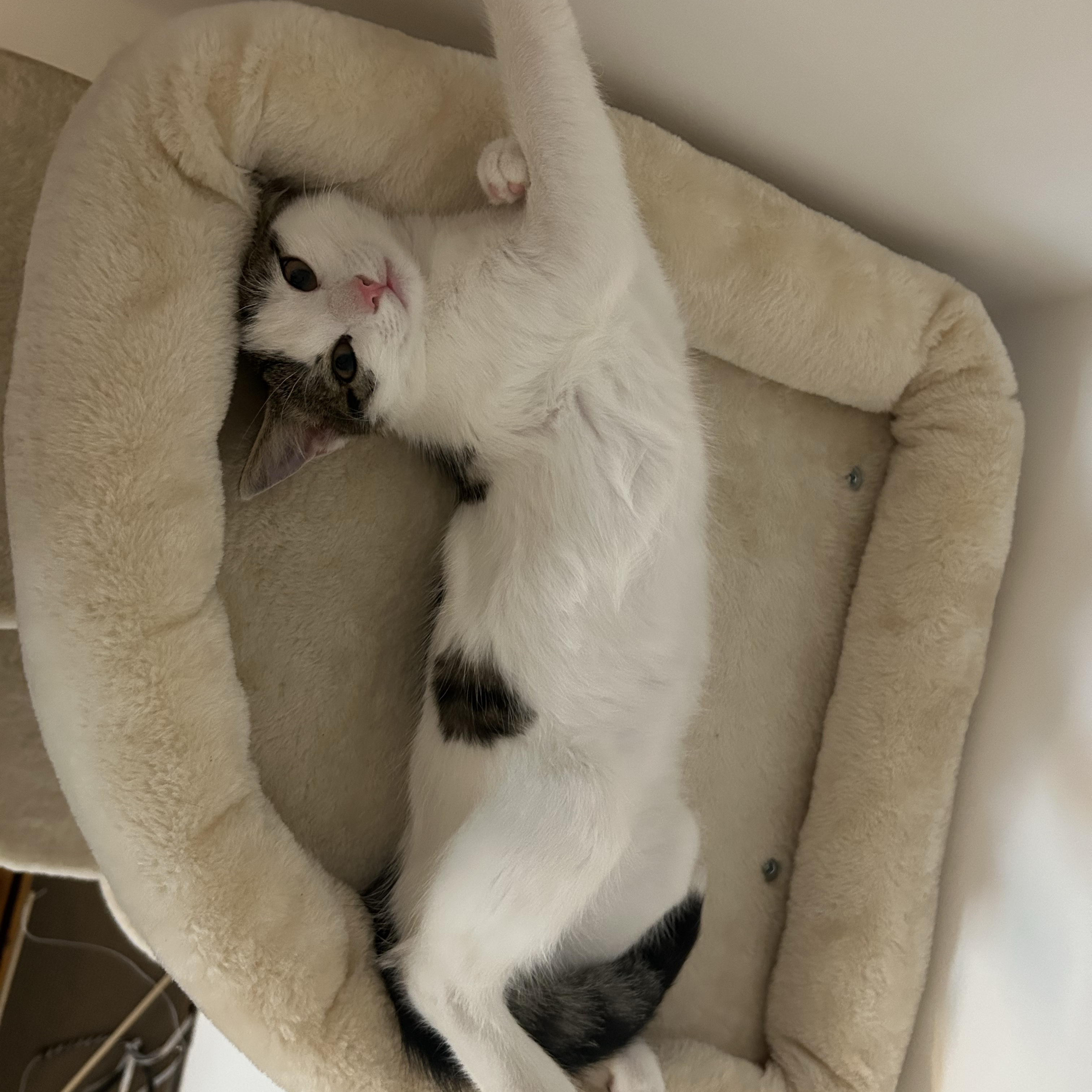 Flauschi