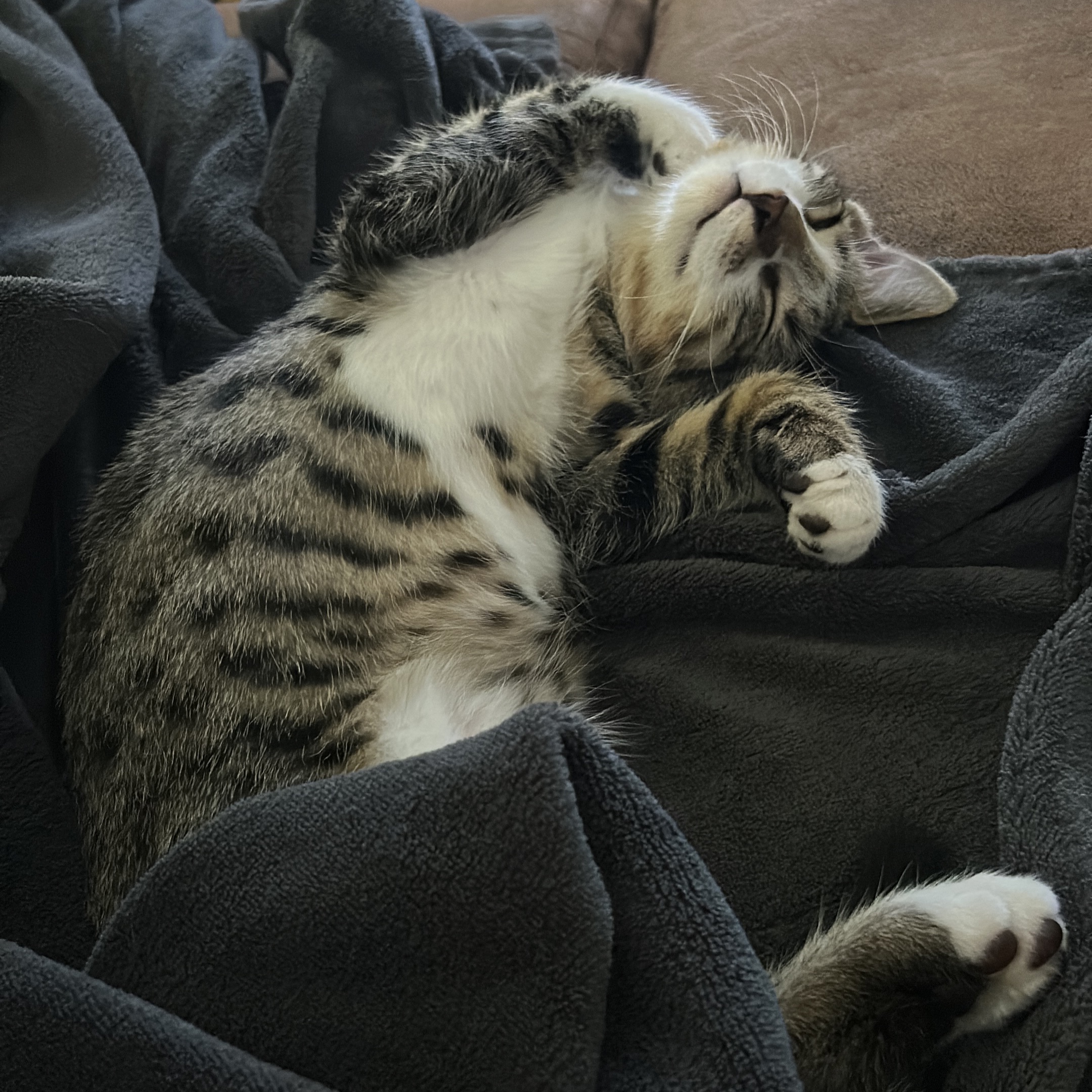 Gizmo